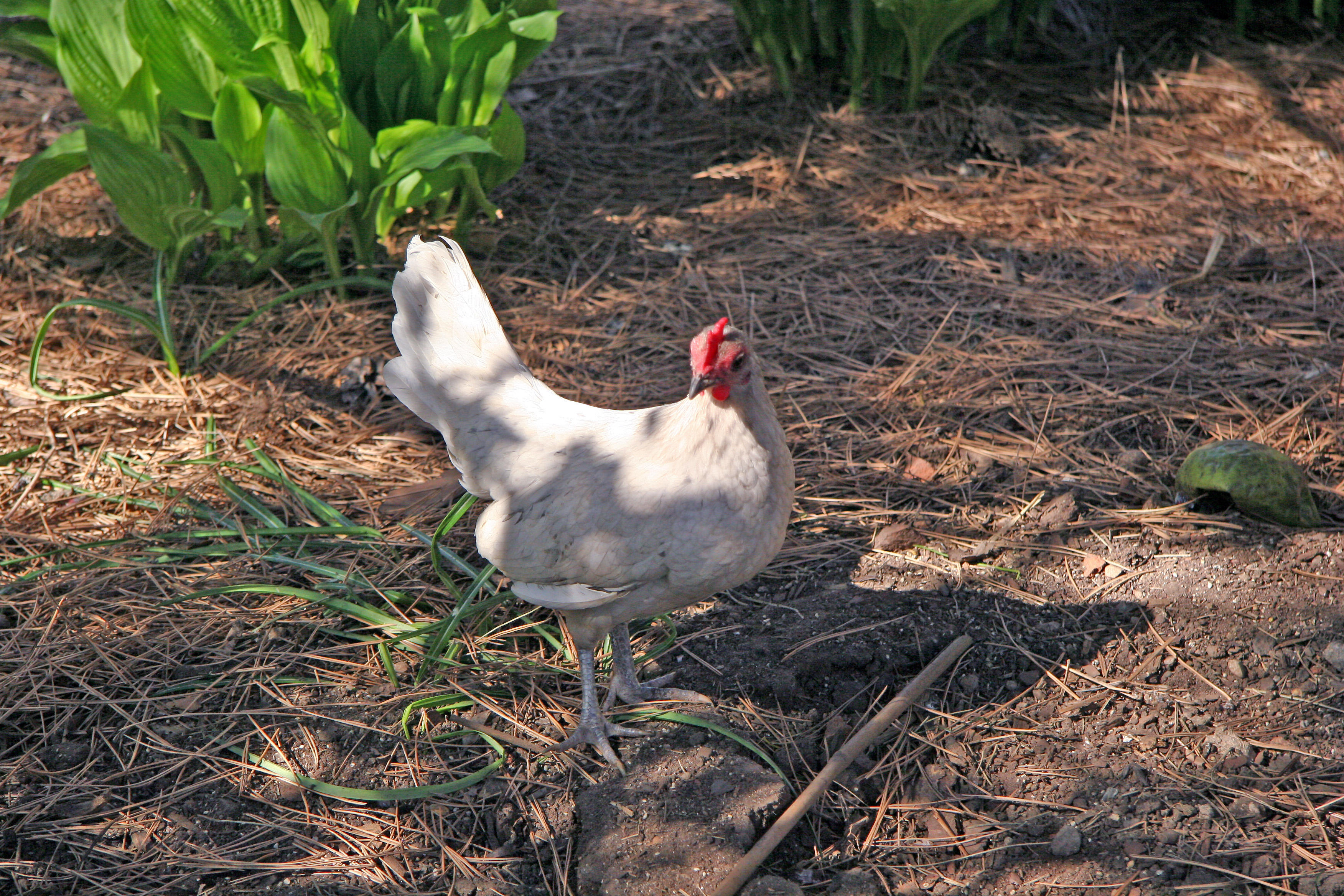 Visiting Hen