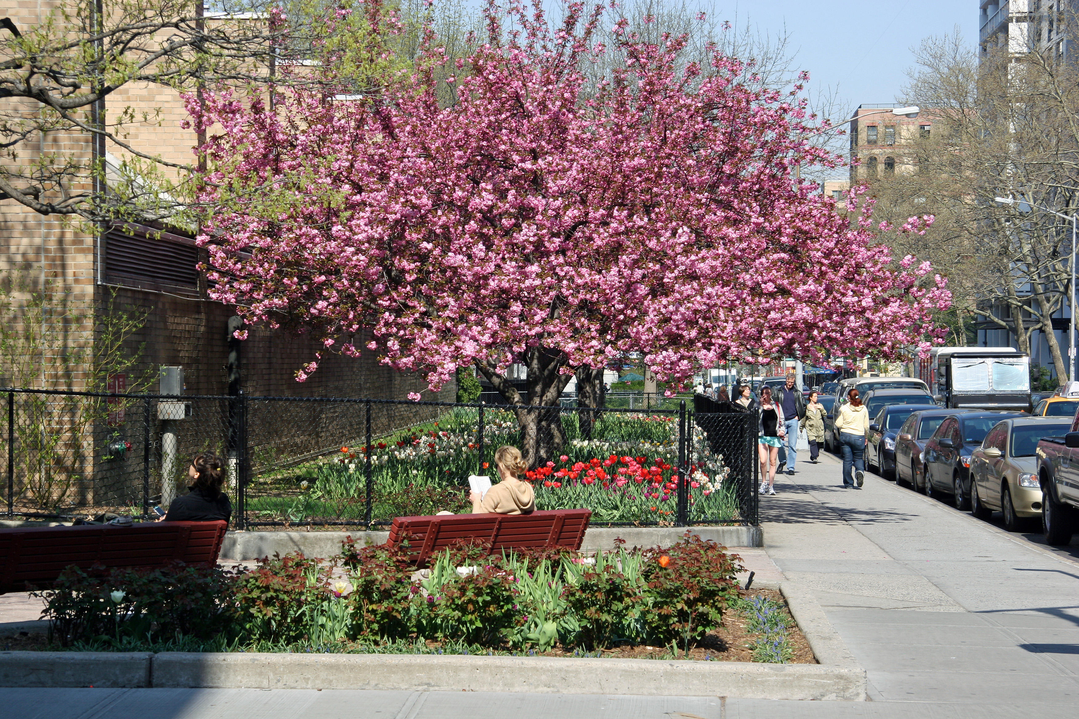 Cherry Tree Blossoms & Tulips