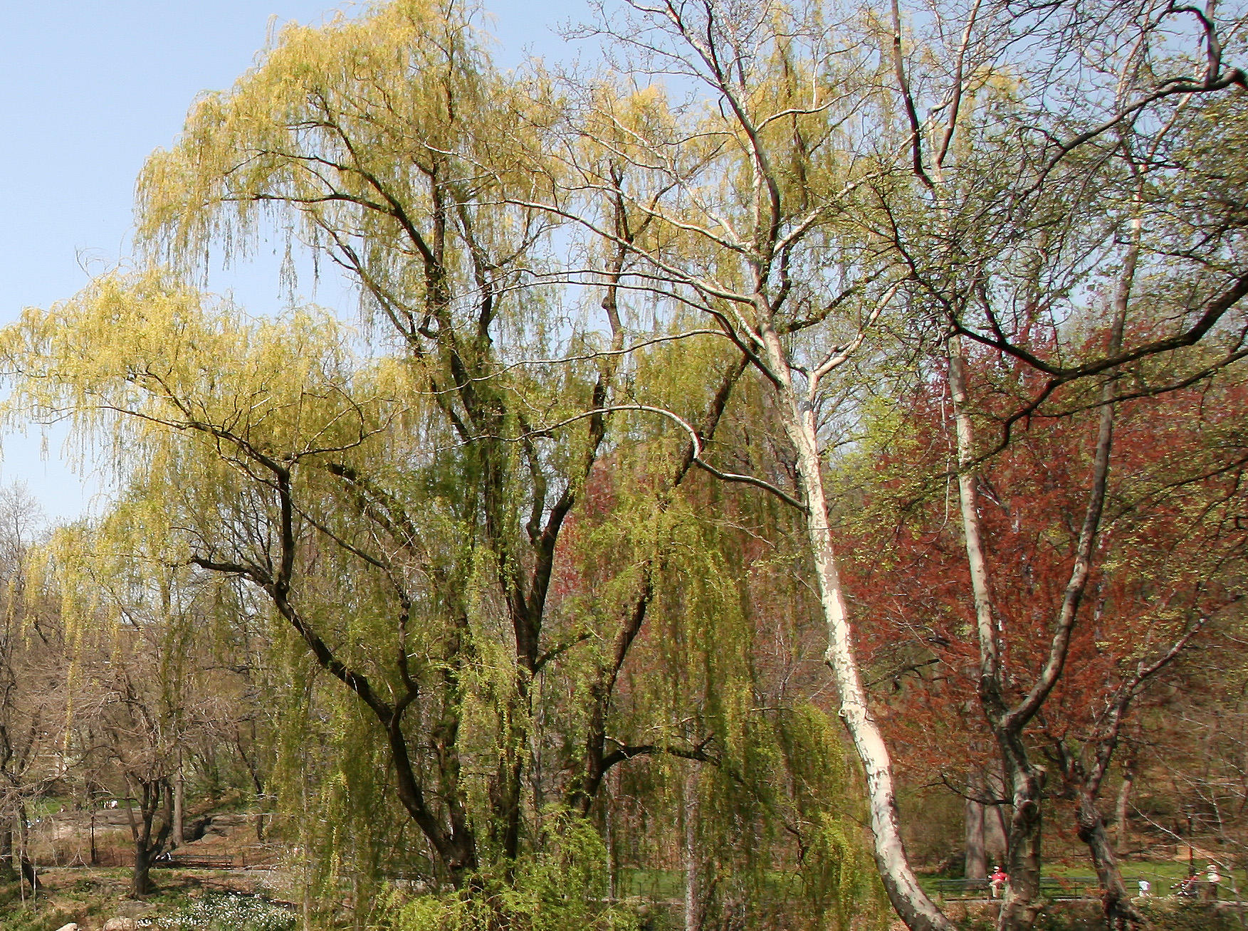 Willow - North Pool Area