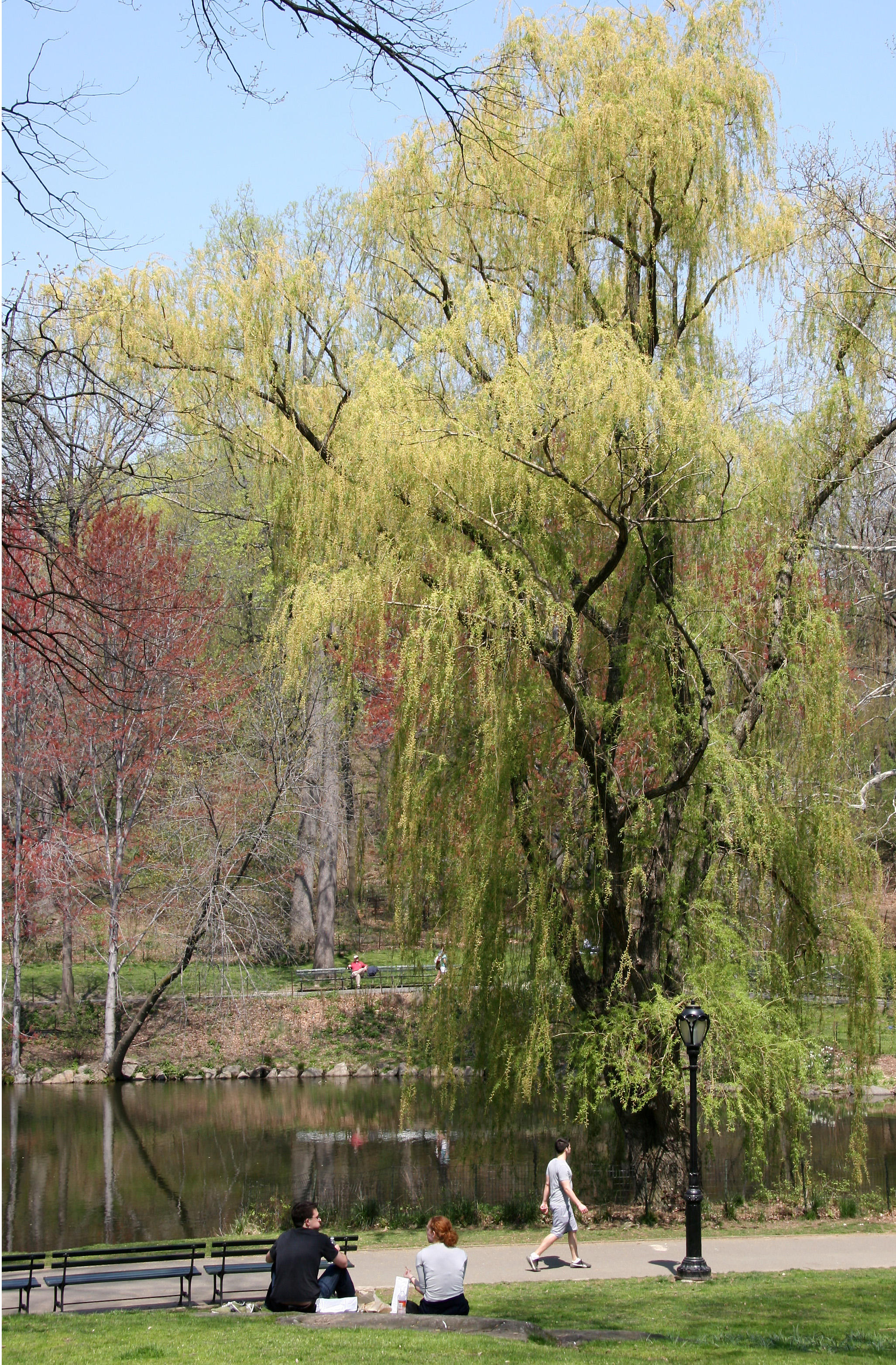 Willow - North Pool Area
