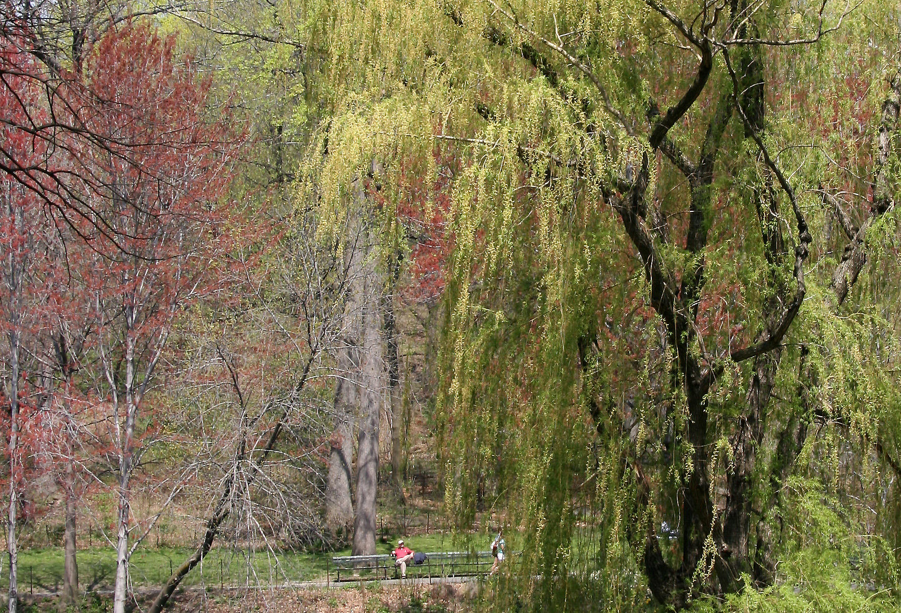 Willow - North Pool Area