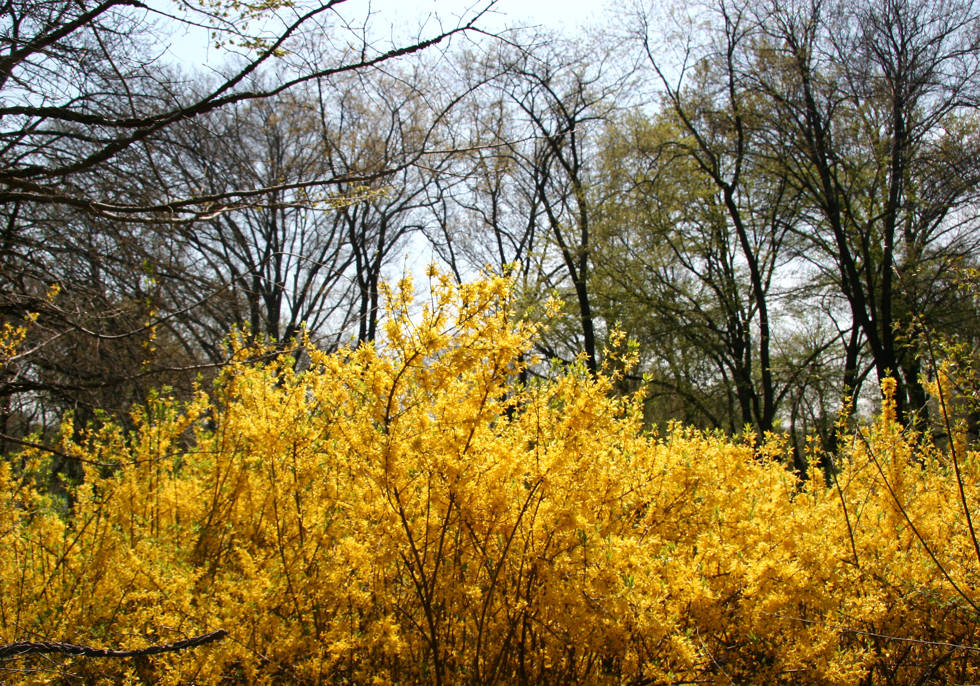 North Meadow Area