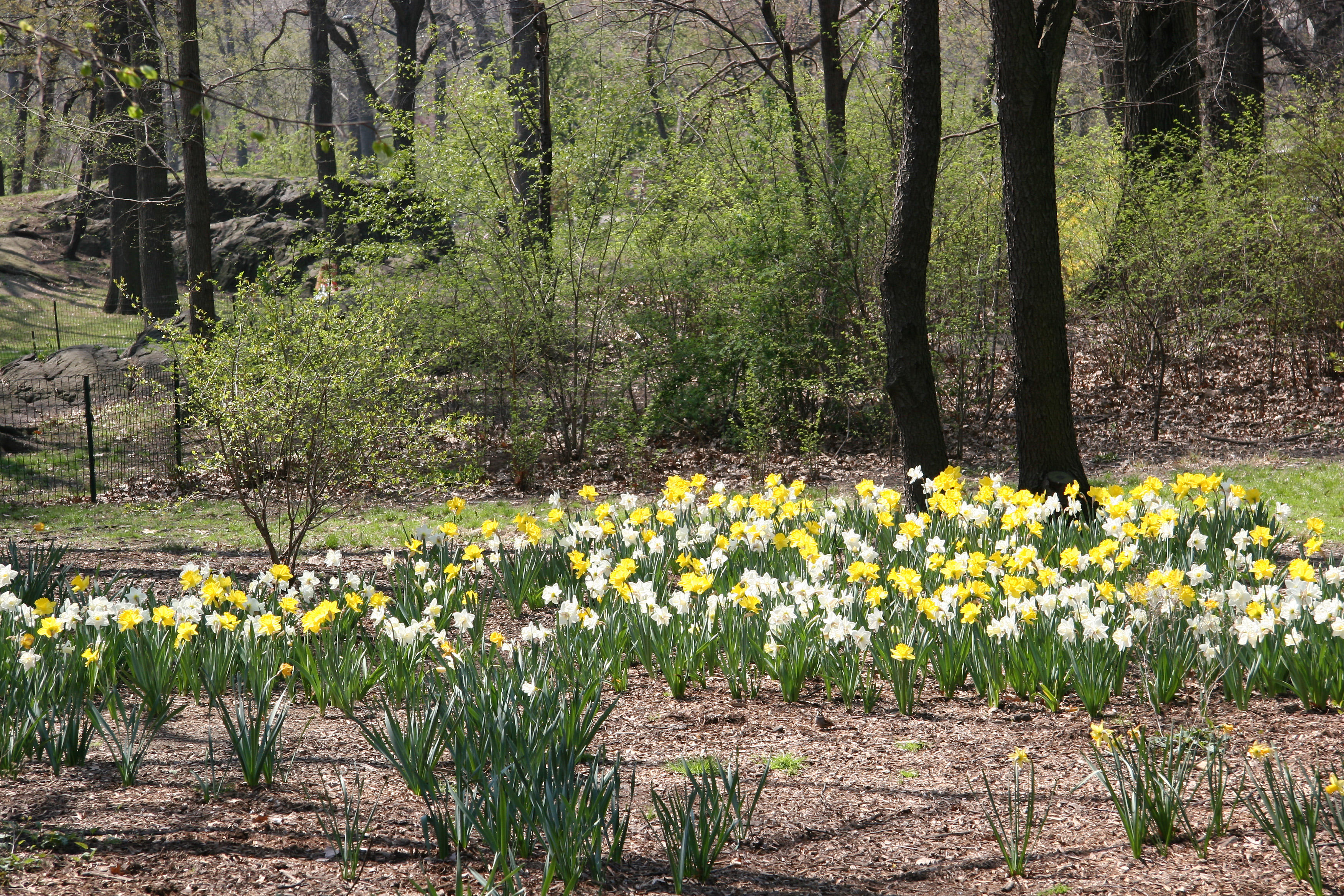 Daffodils - Central Park West near West 96th Street