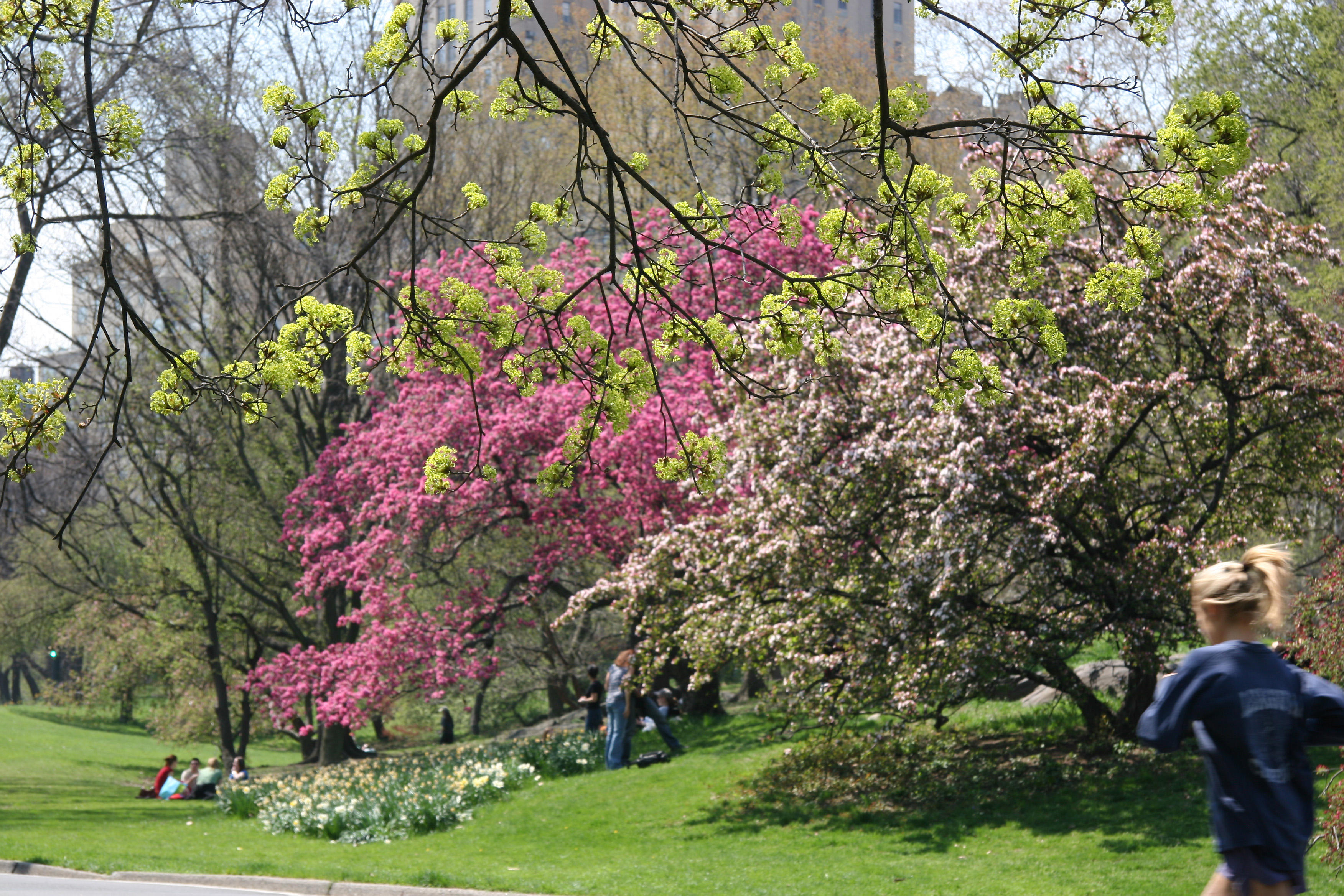 Cherry & Crab Apple Blossoms - Central Park West near West 96th Street