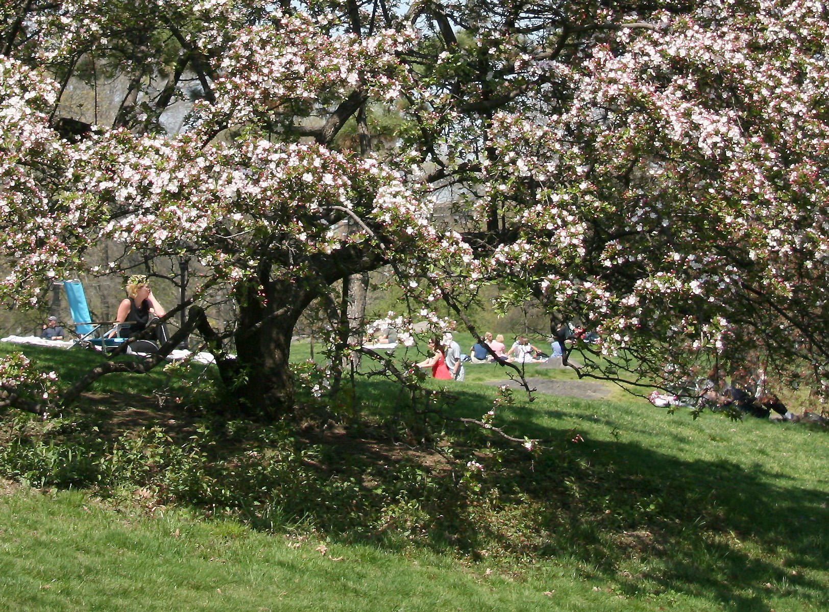 Crab Apple Blossoms - Central Park West near 96th Street