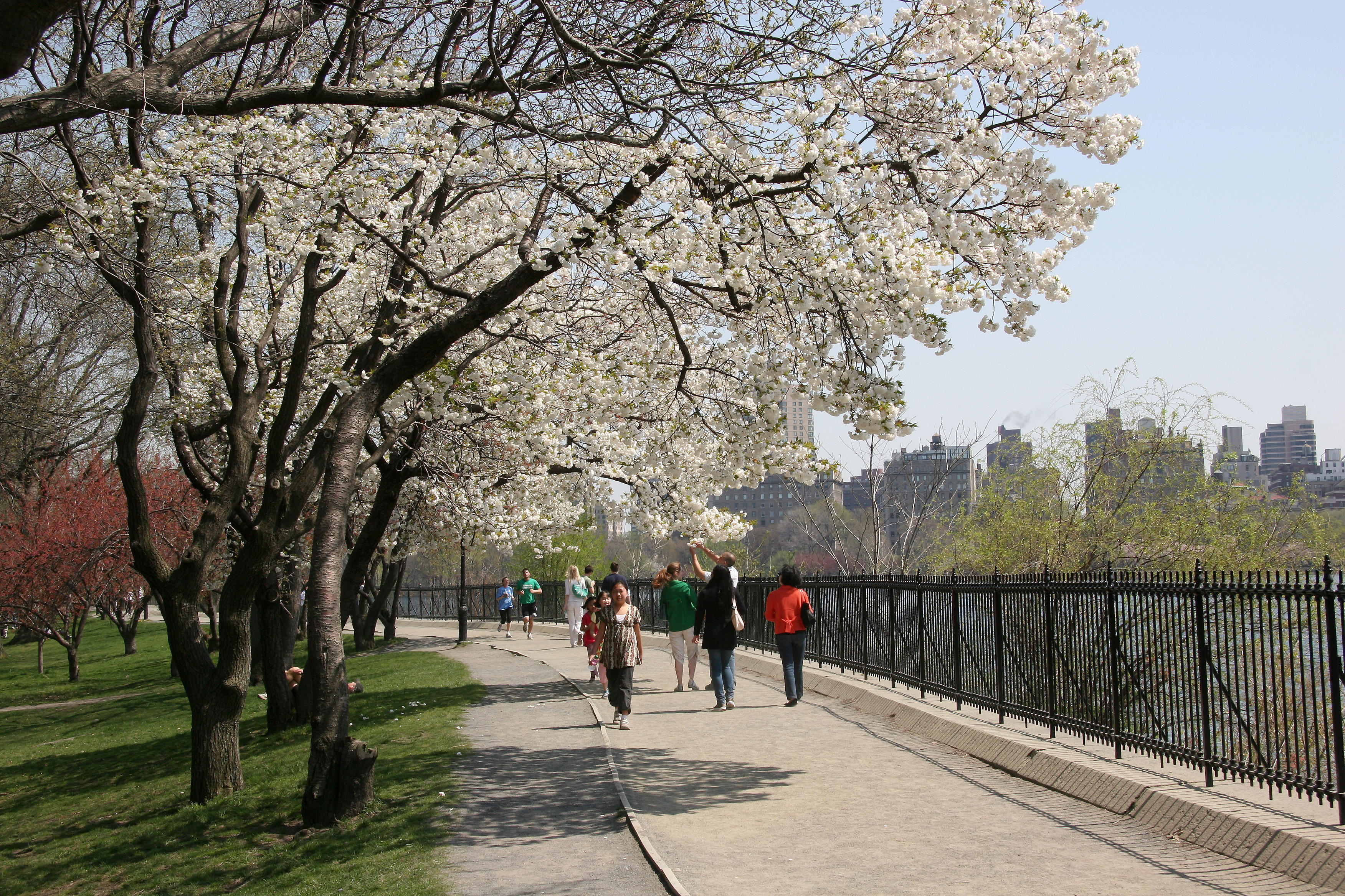 Cherry Blossoms by the Reservoir - Central Park West