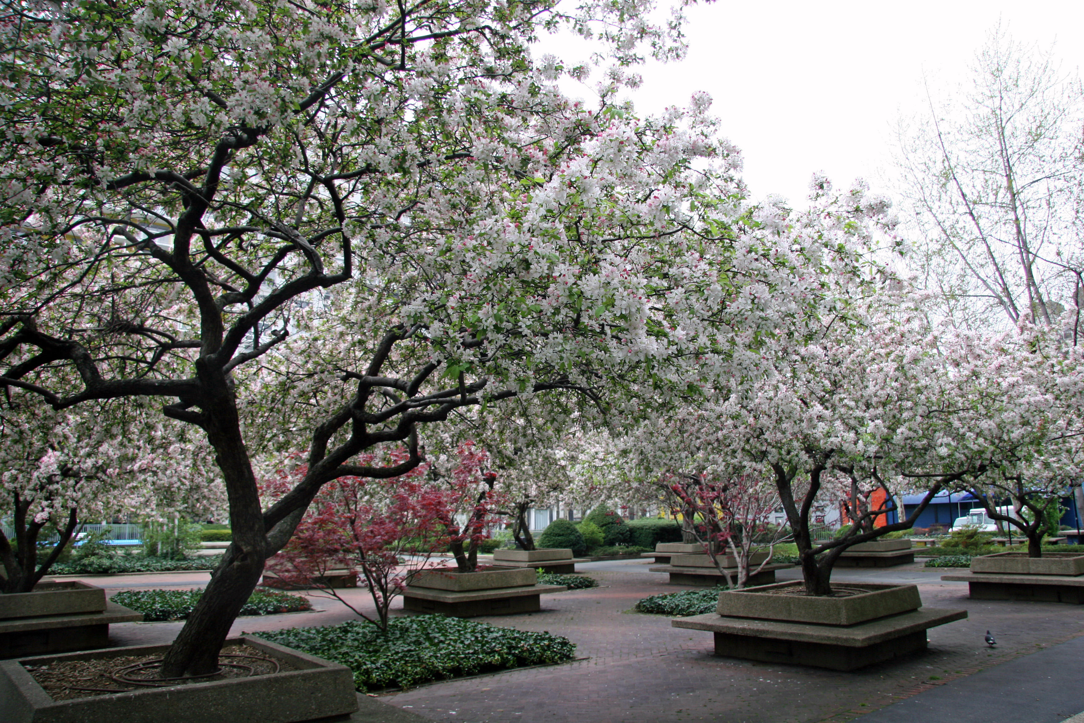 Crab Apple Tree Blossoms