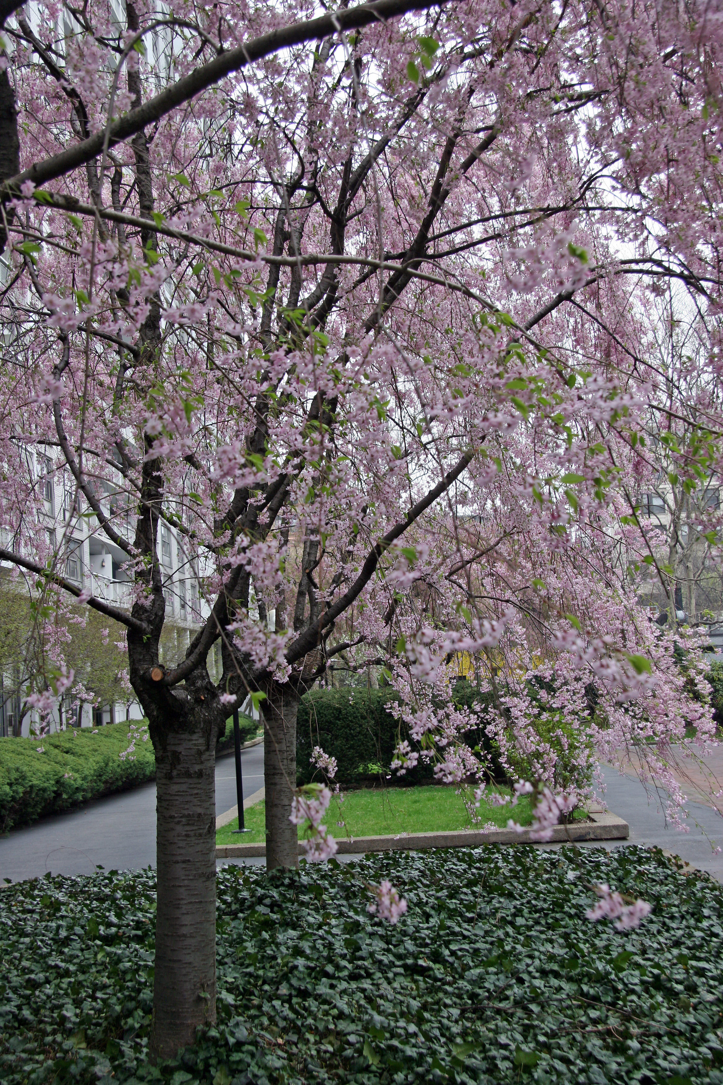 Cherry Tree Blossoms