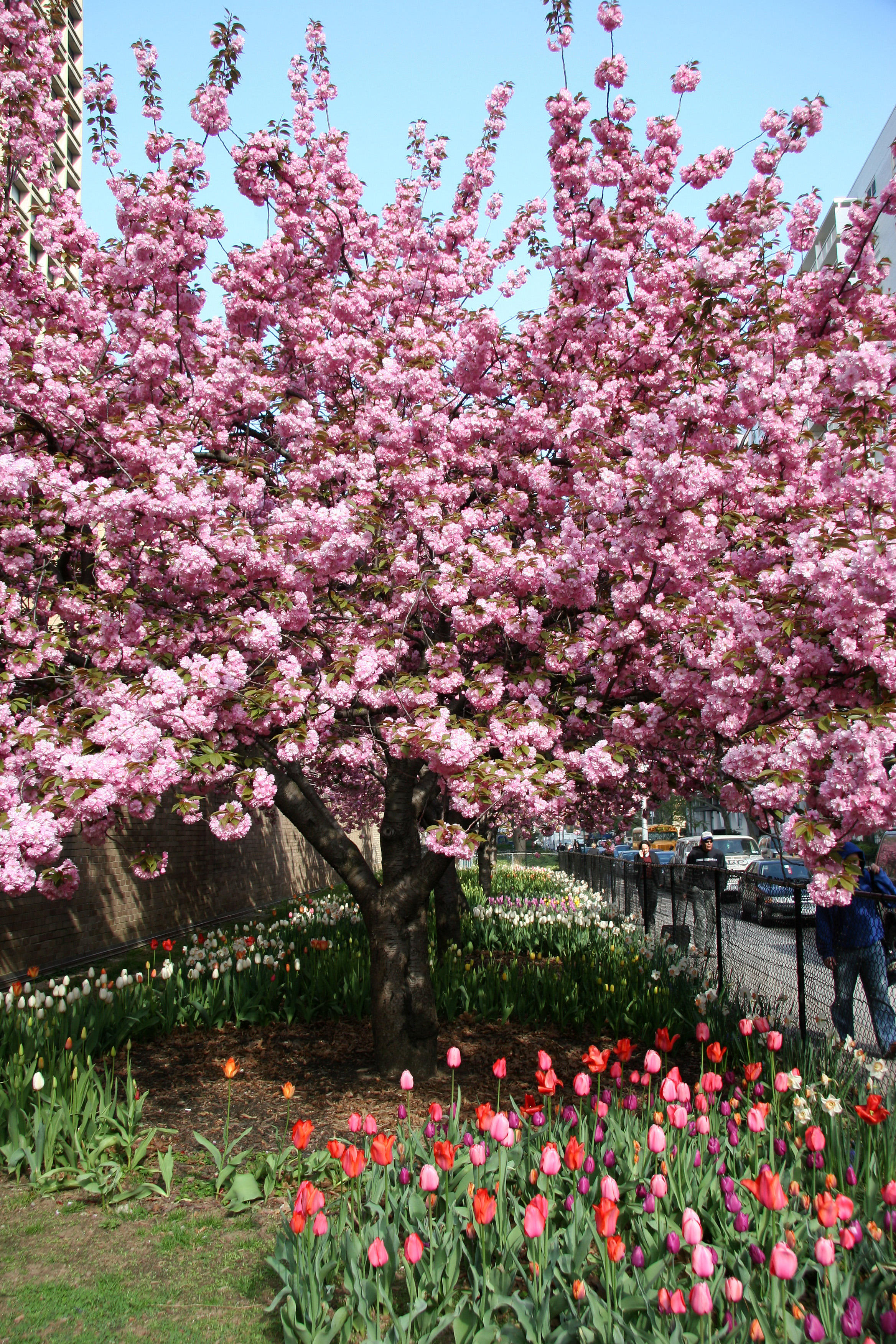 Garden View - Cherry Tree Blossoms