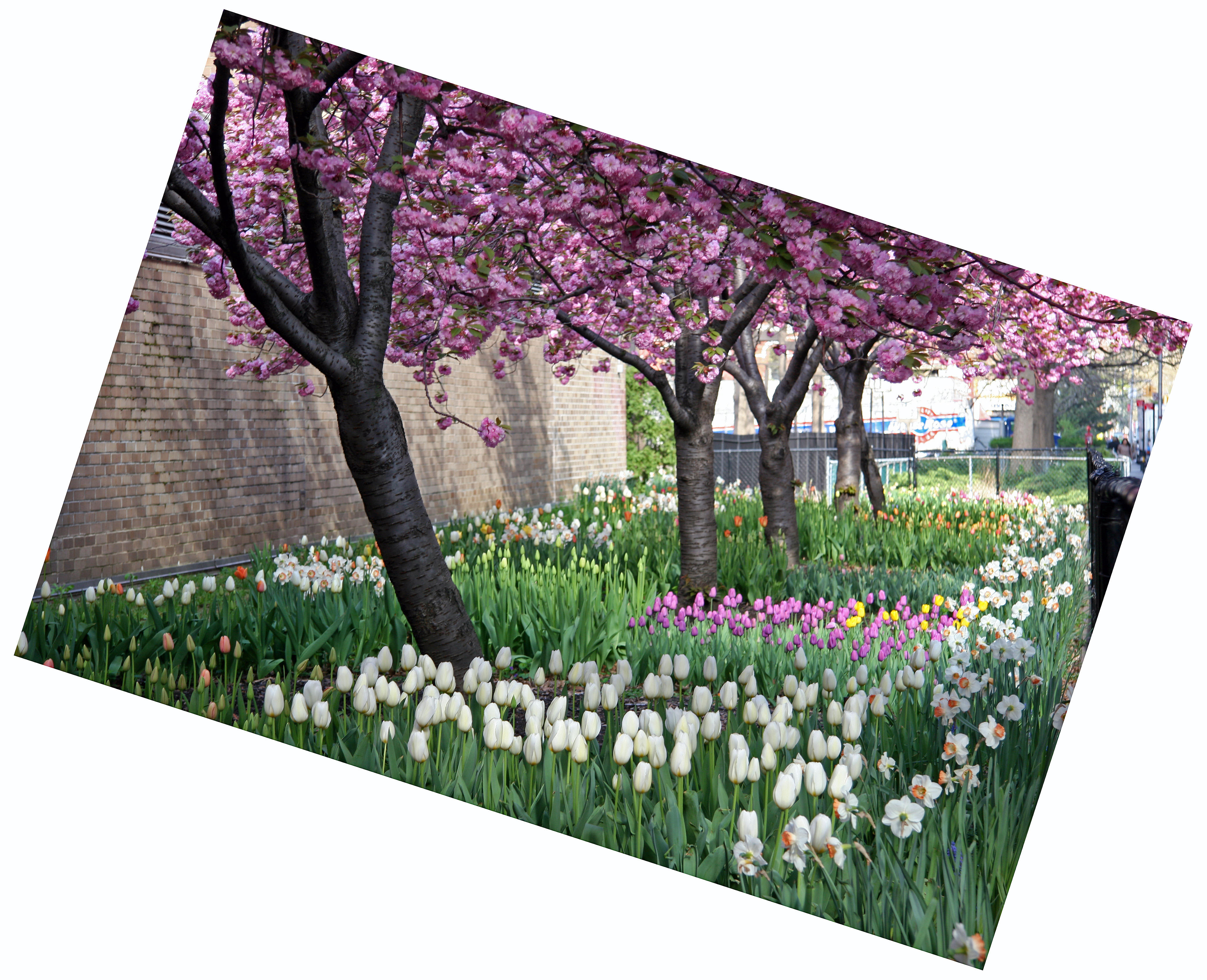 Garden View - Cherry Tree Blossoms