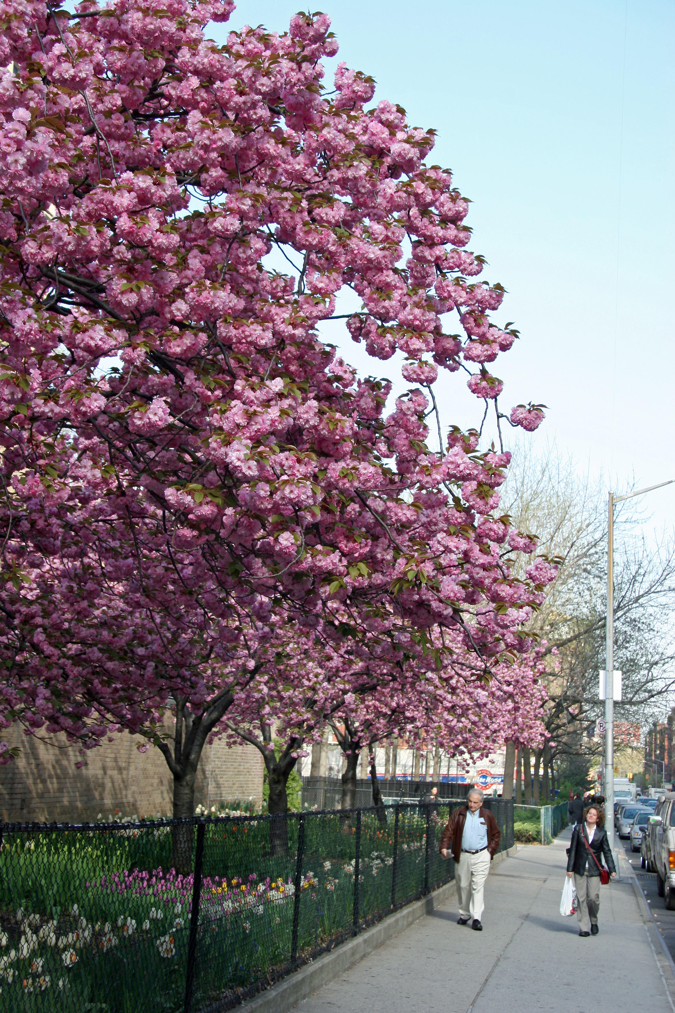 Garden View - Cherry Tree Blossoms