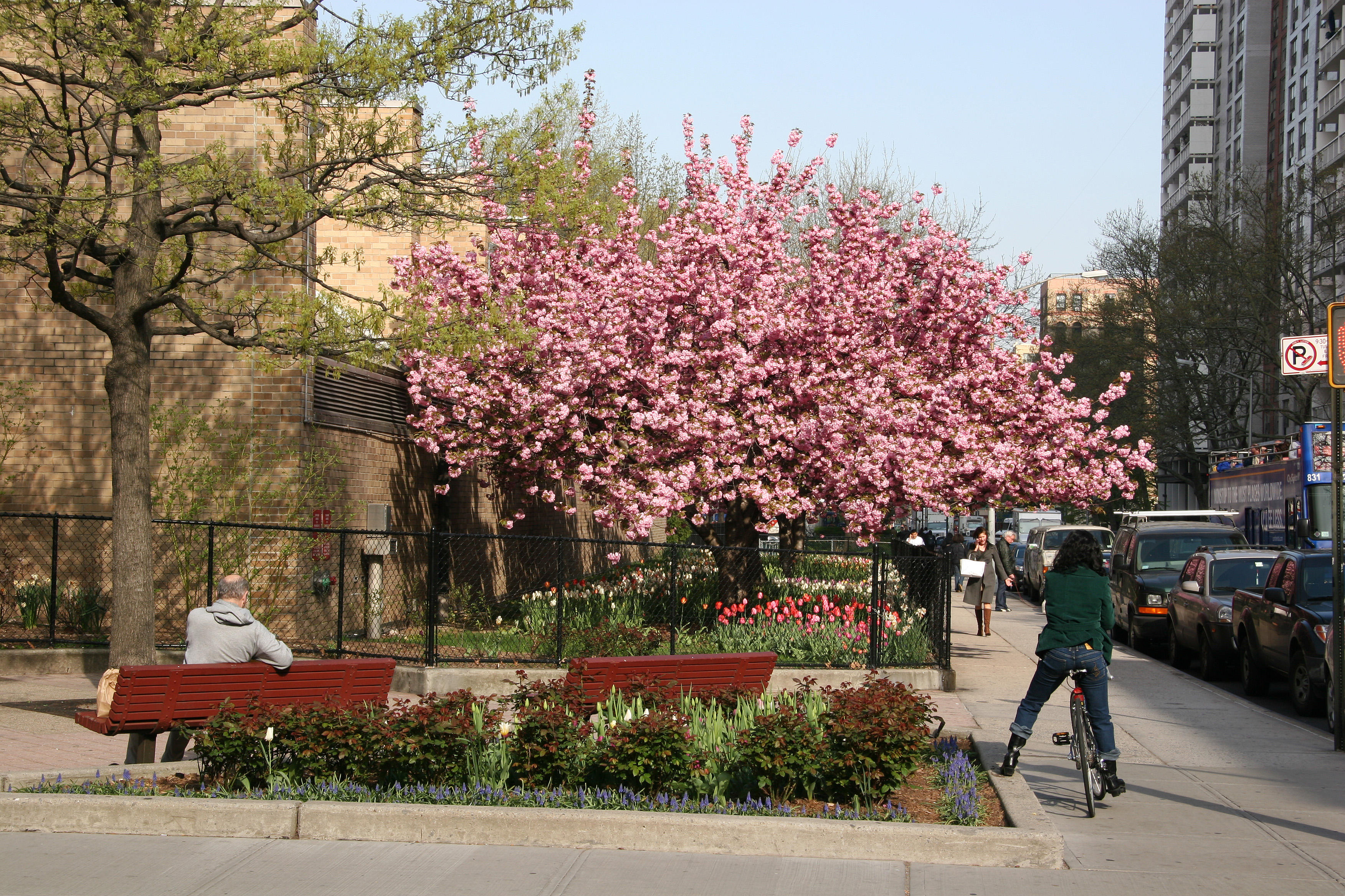 Garden View - Cherry Tree Blossoms