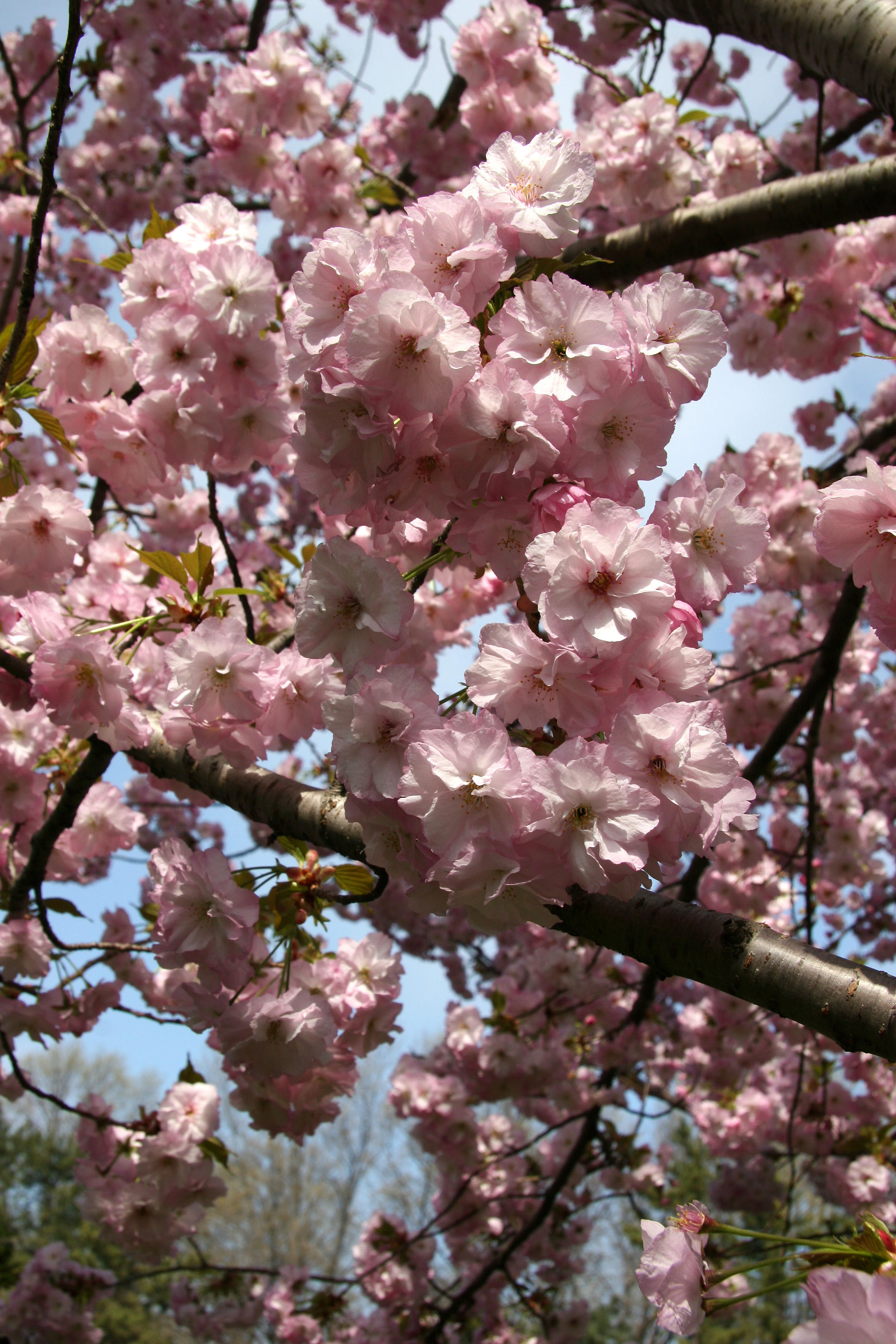 Cherry Tree Blossoms