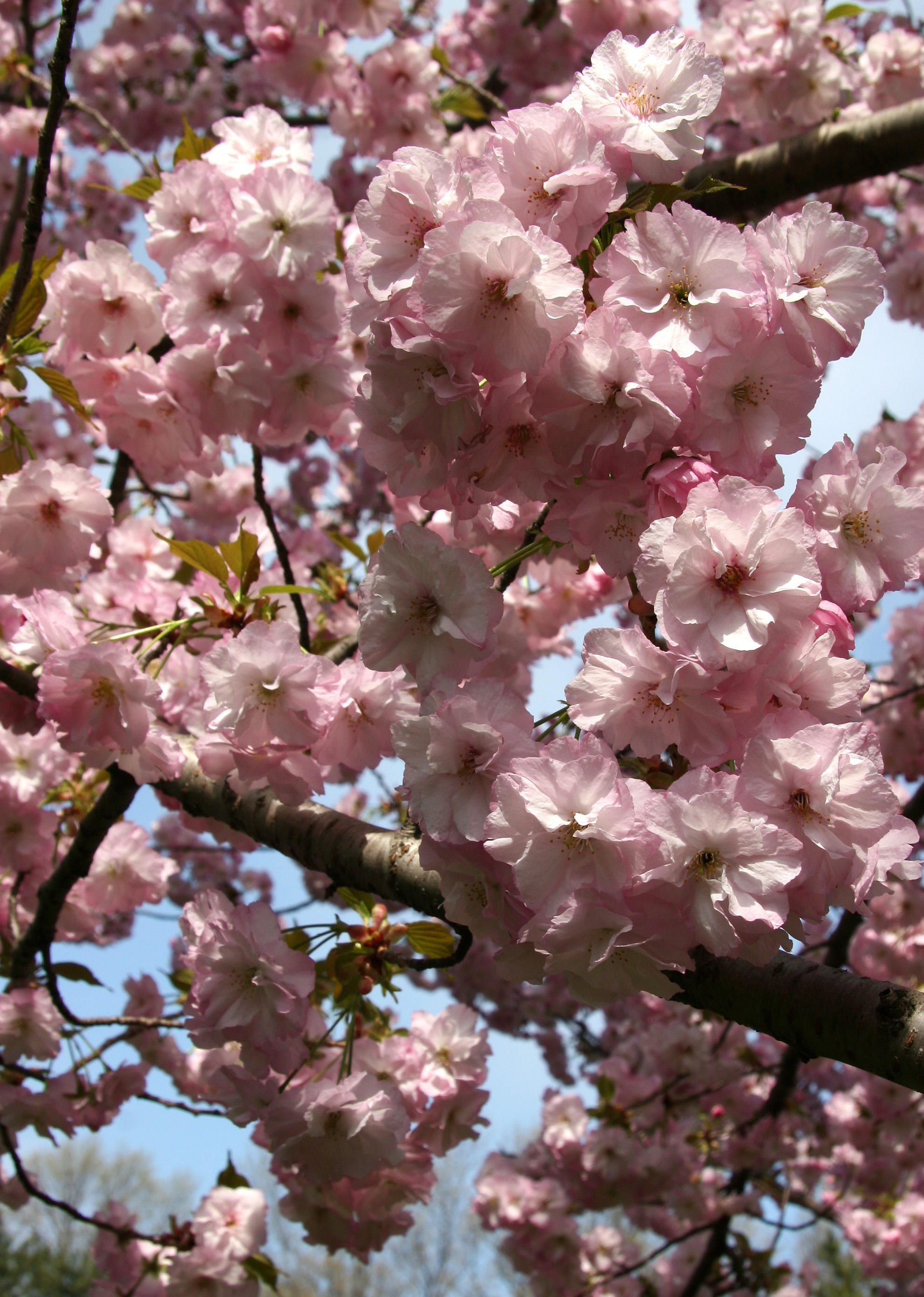Cherry Tree Blossoms