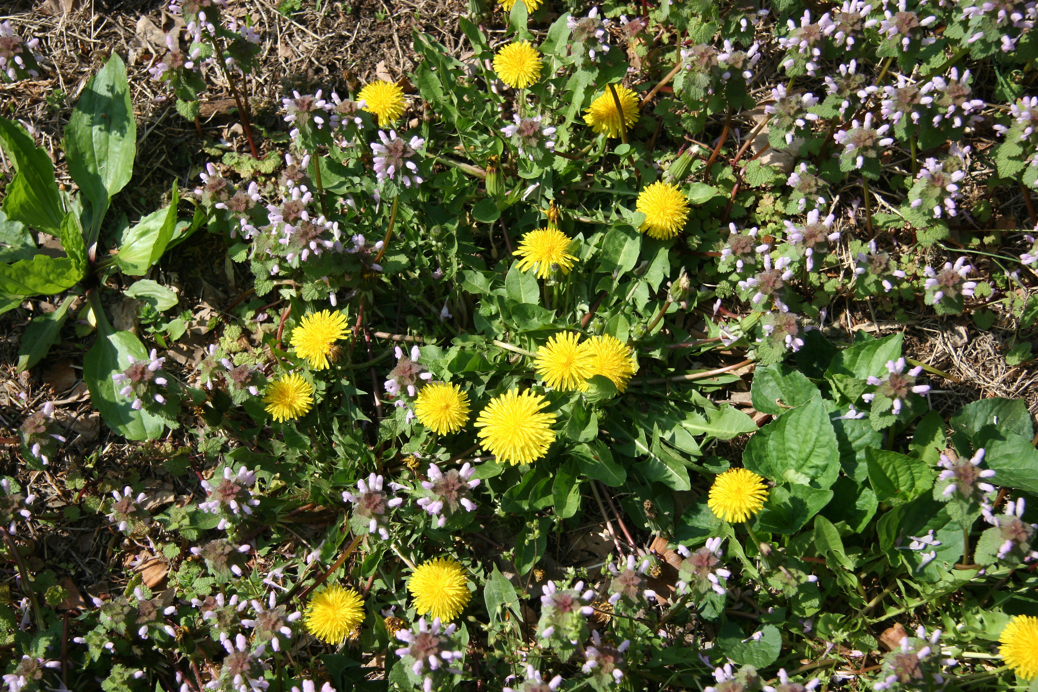 Dandelions & Lamium - Cherry Tree Grove