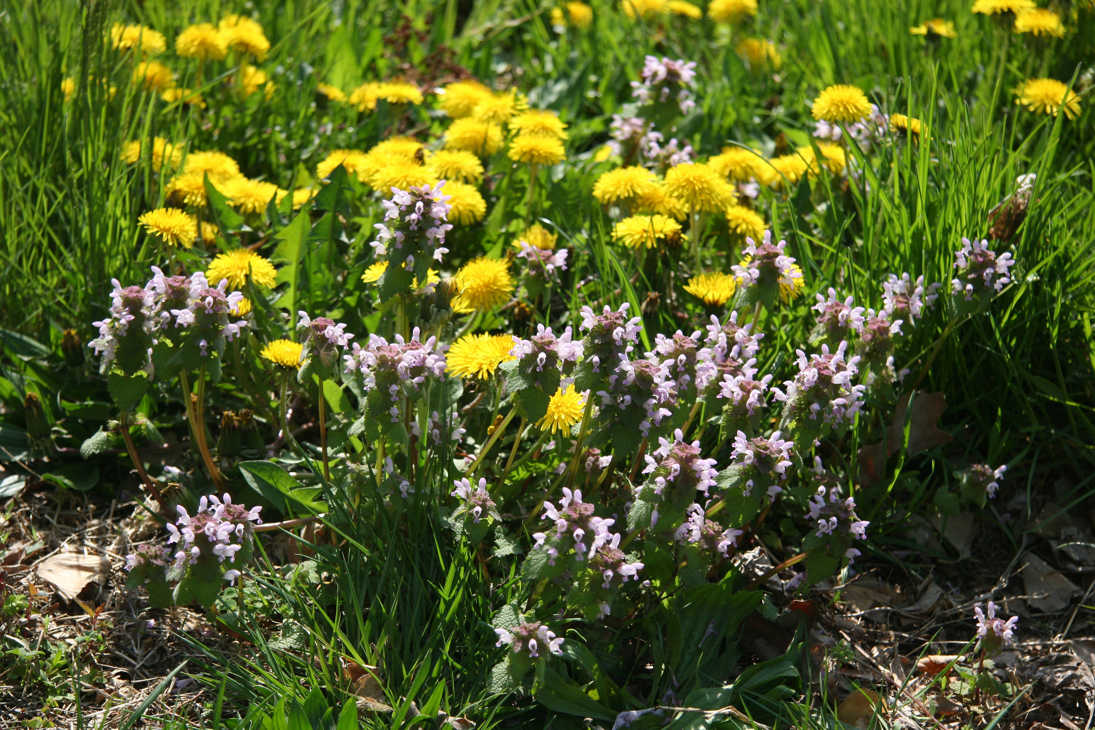 Dandelions & Lamium - Cherry Tree Grove