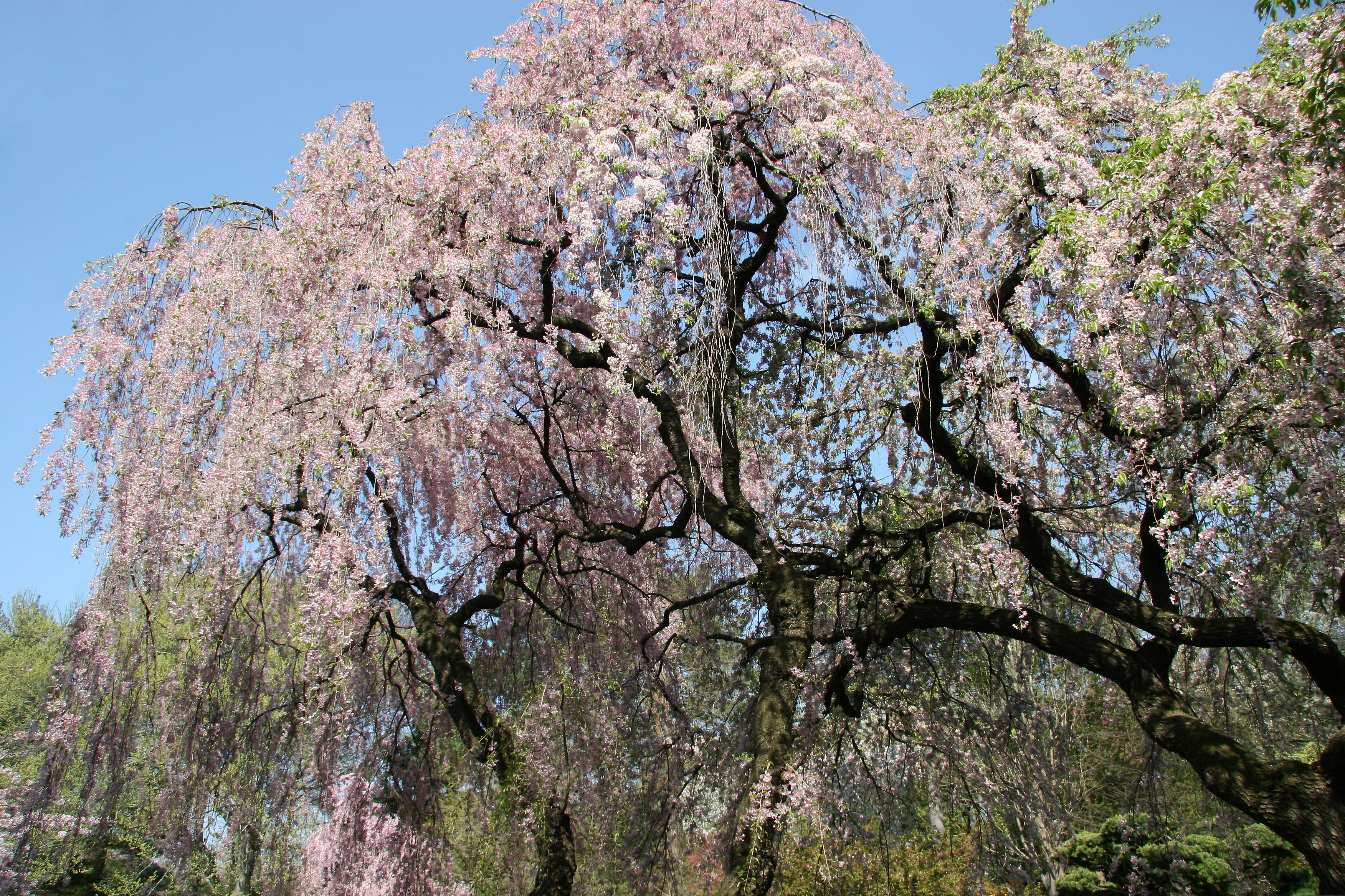 Cherry Tree Blossoms - Japanese Garden