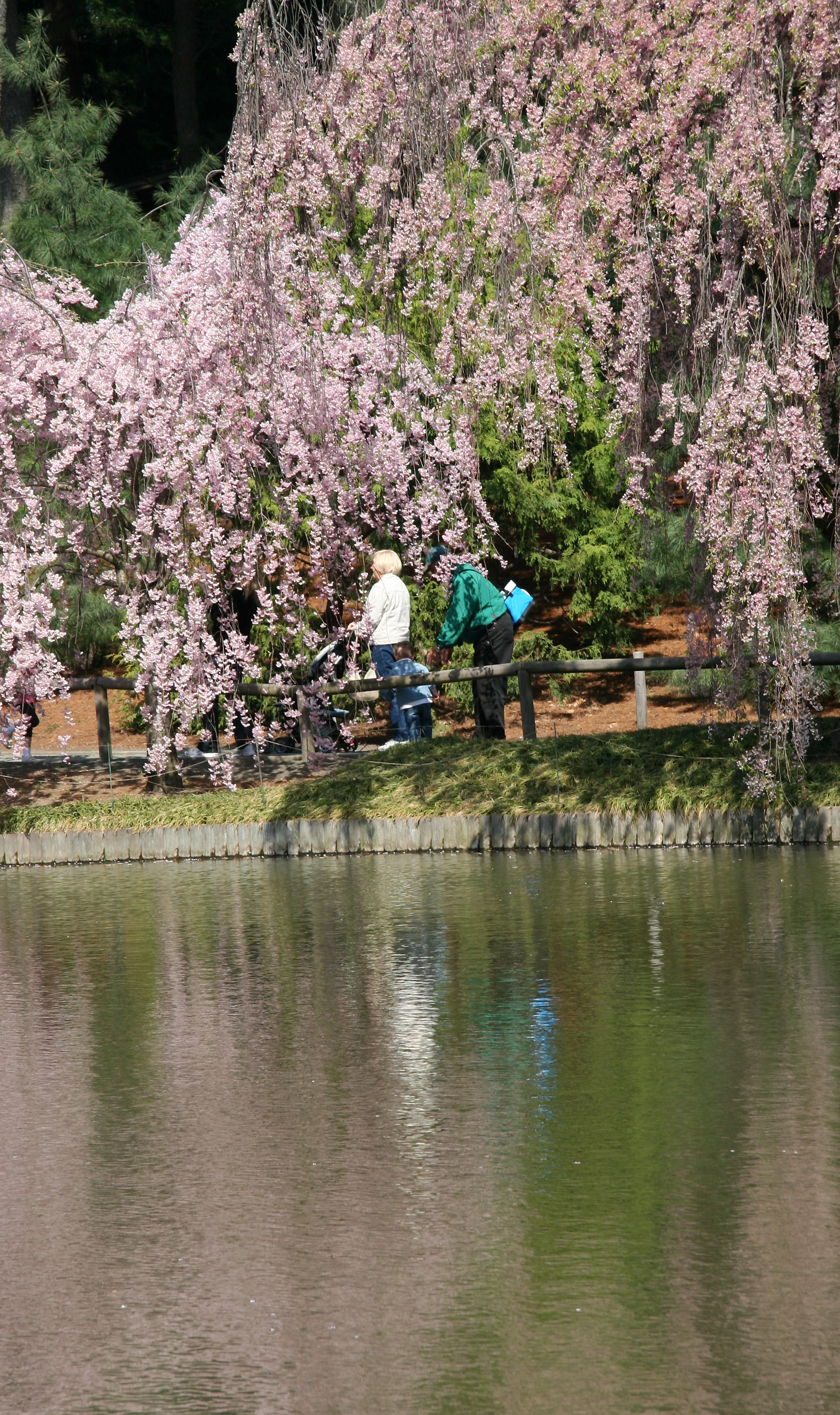 Cherry Tree Blossoms - Japanese Garden