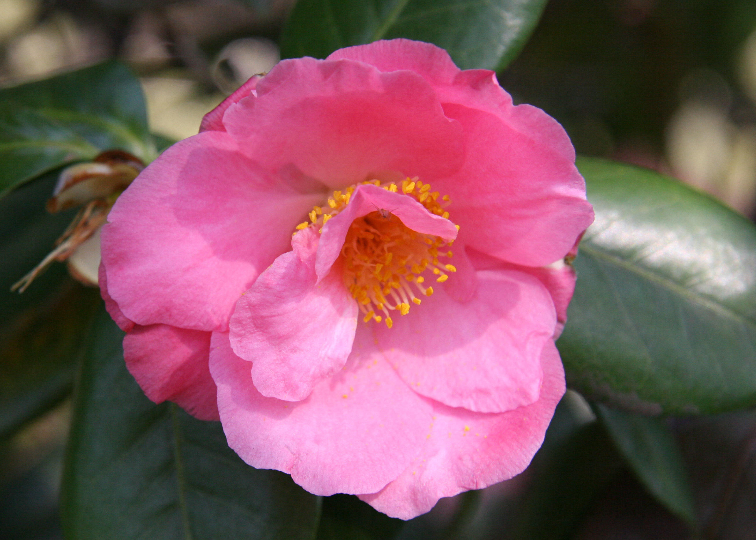 Camellia - Japanese Garden