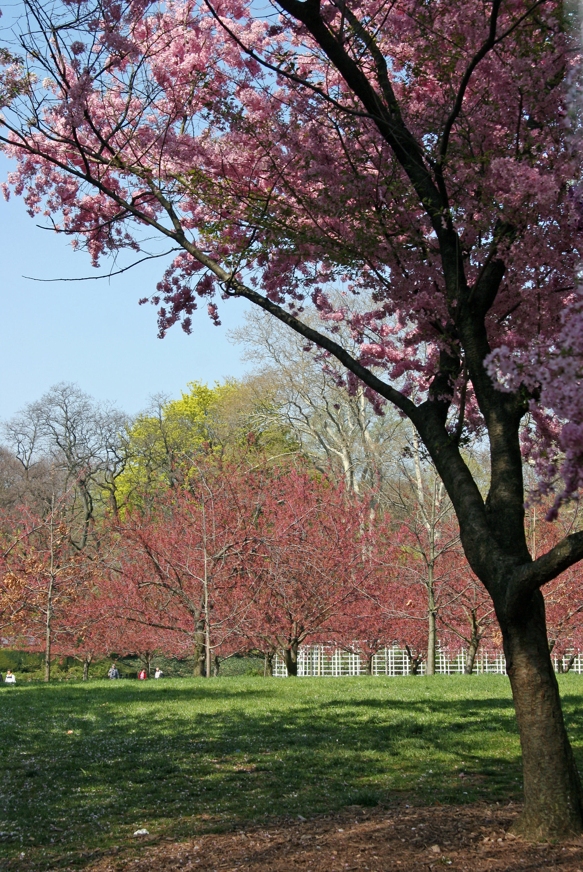 Cherry Tree Grove