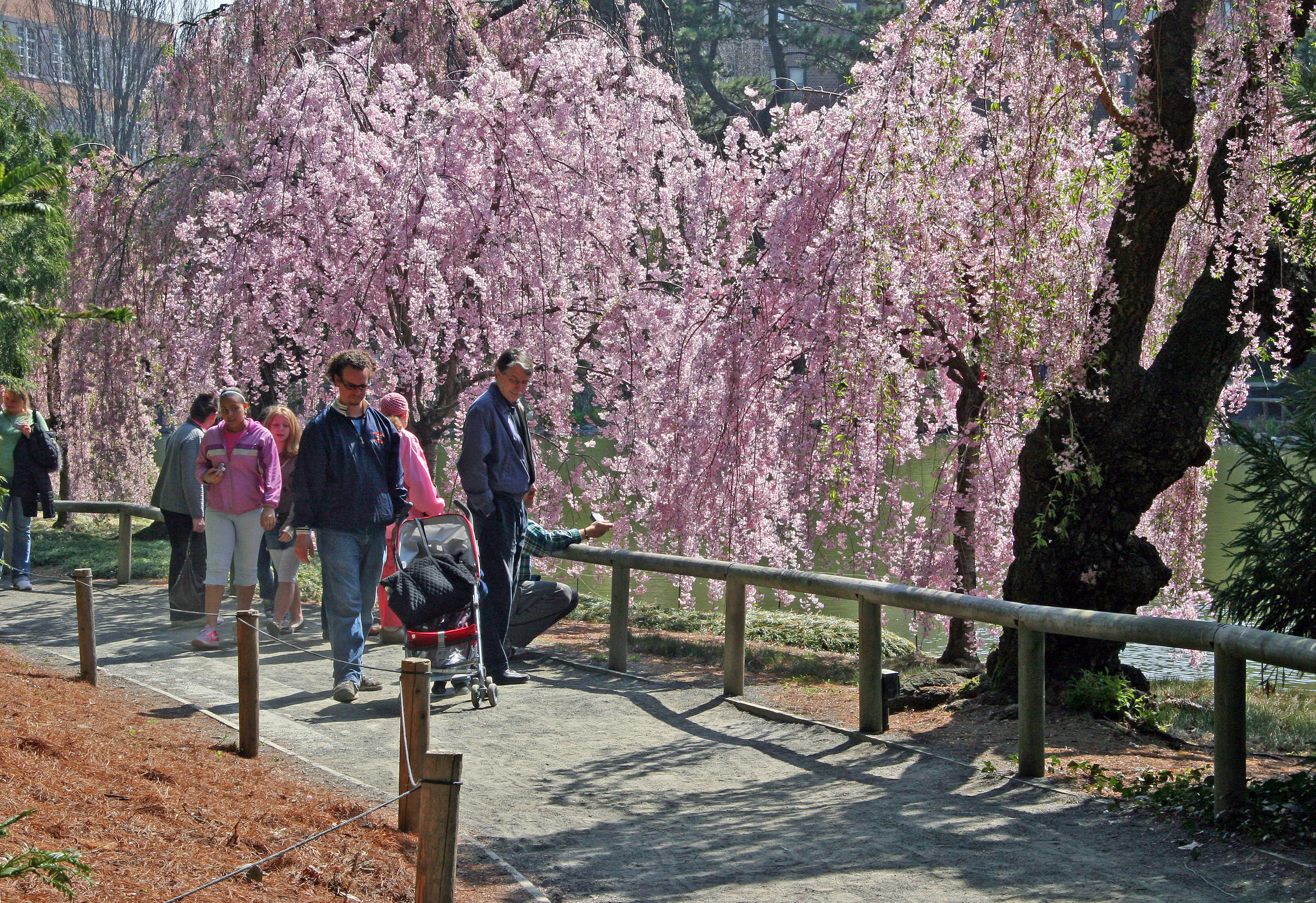 Cherry Tree Blossoms - Japanese Garden