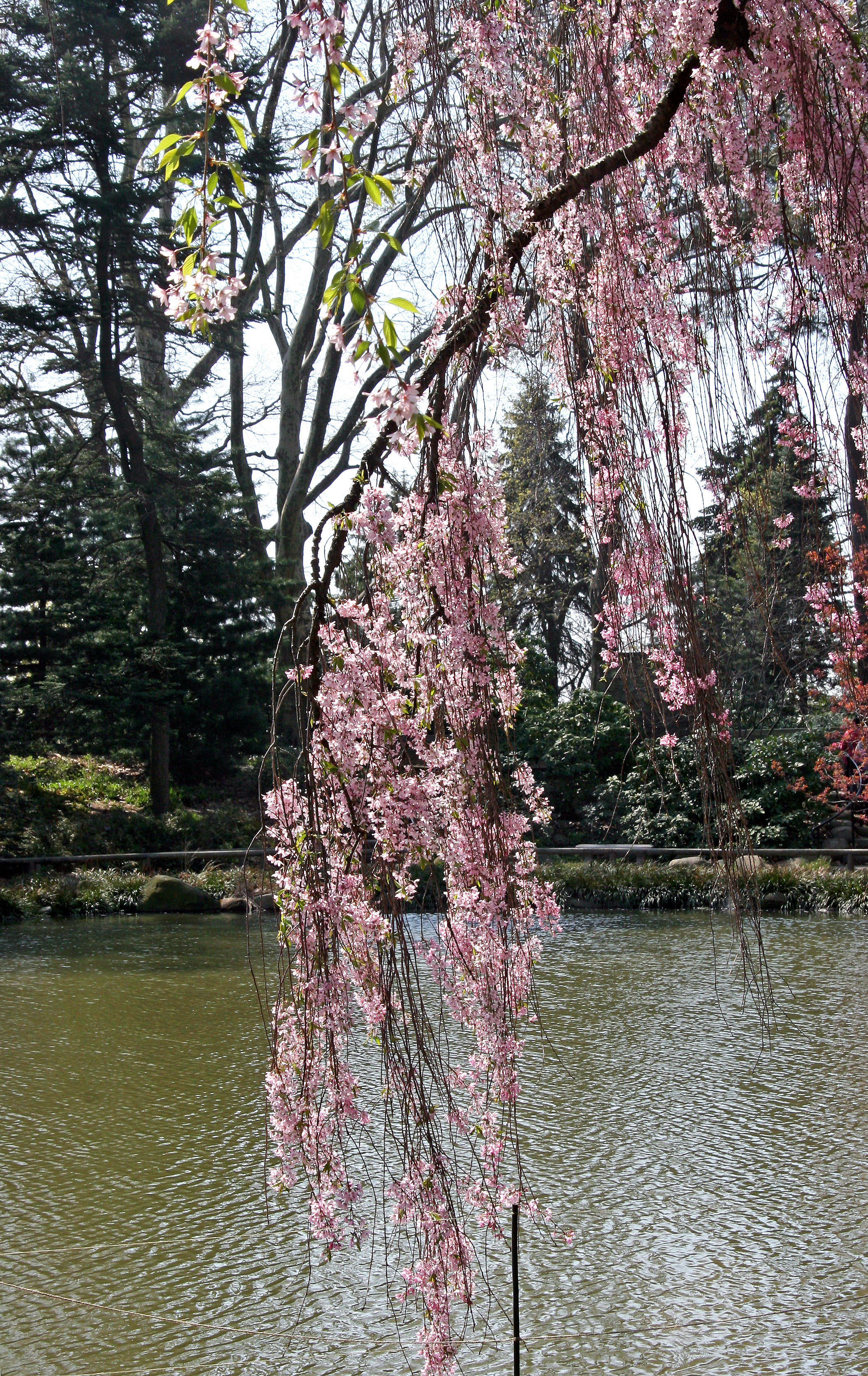 Cherry Tree Blossoms - Japanese Garden