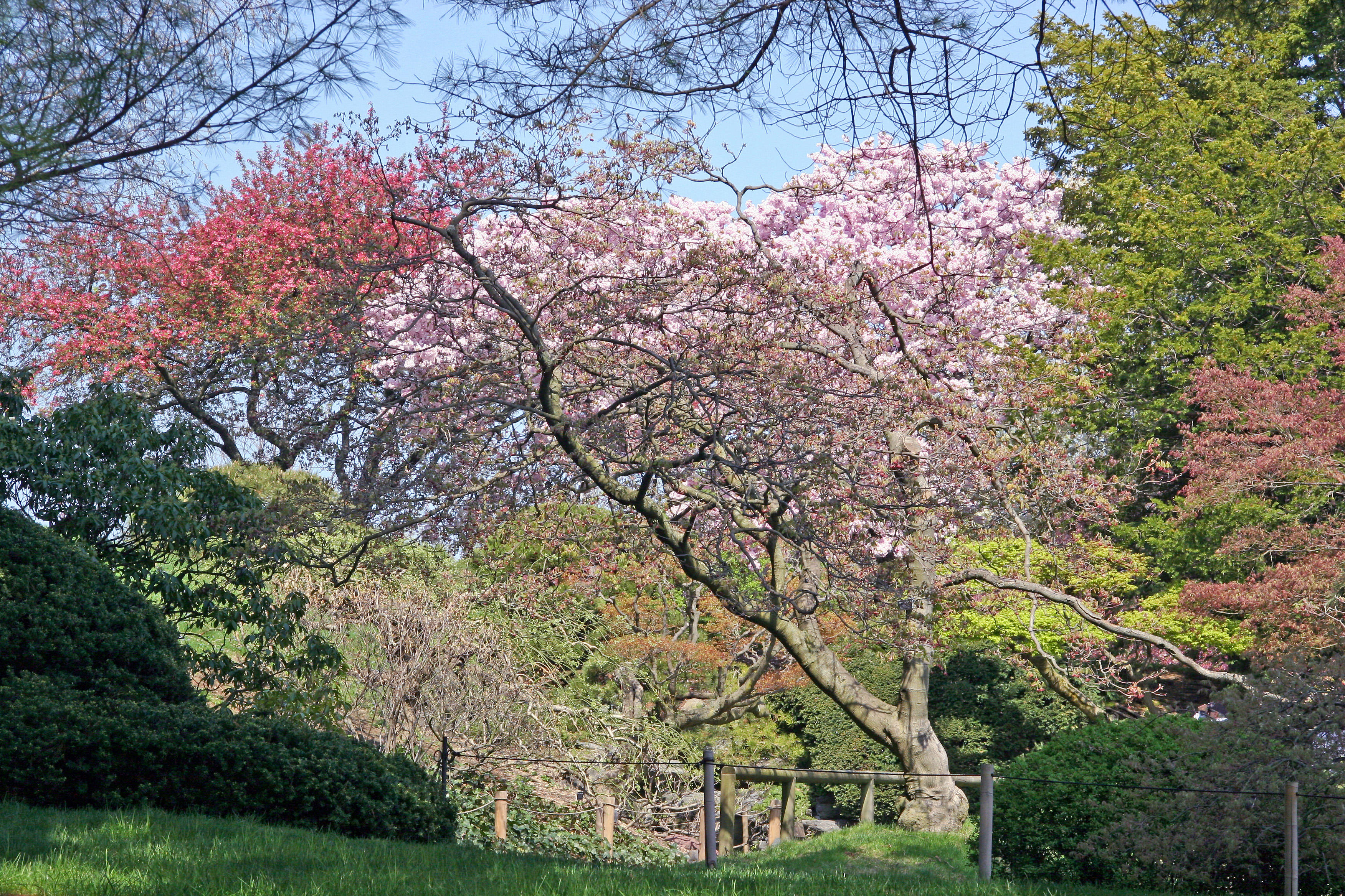 Cherry Tree Blossoms - Japanese Garden