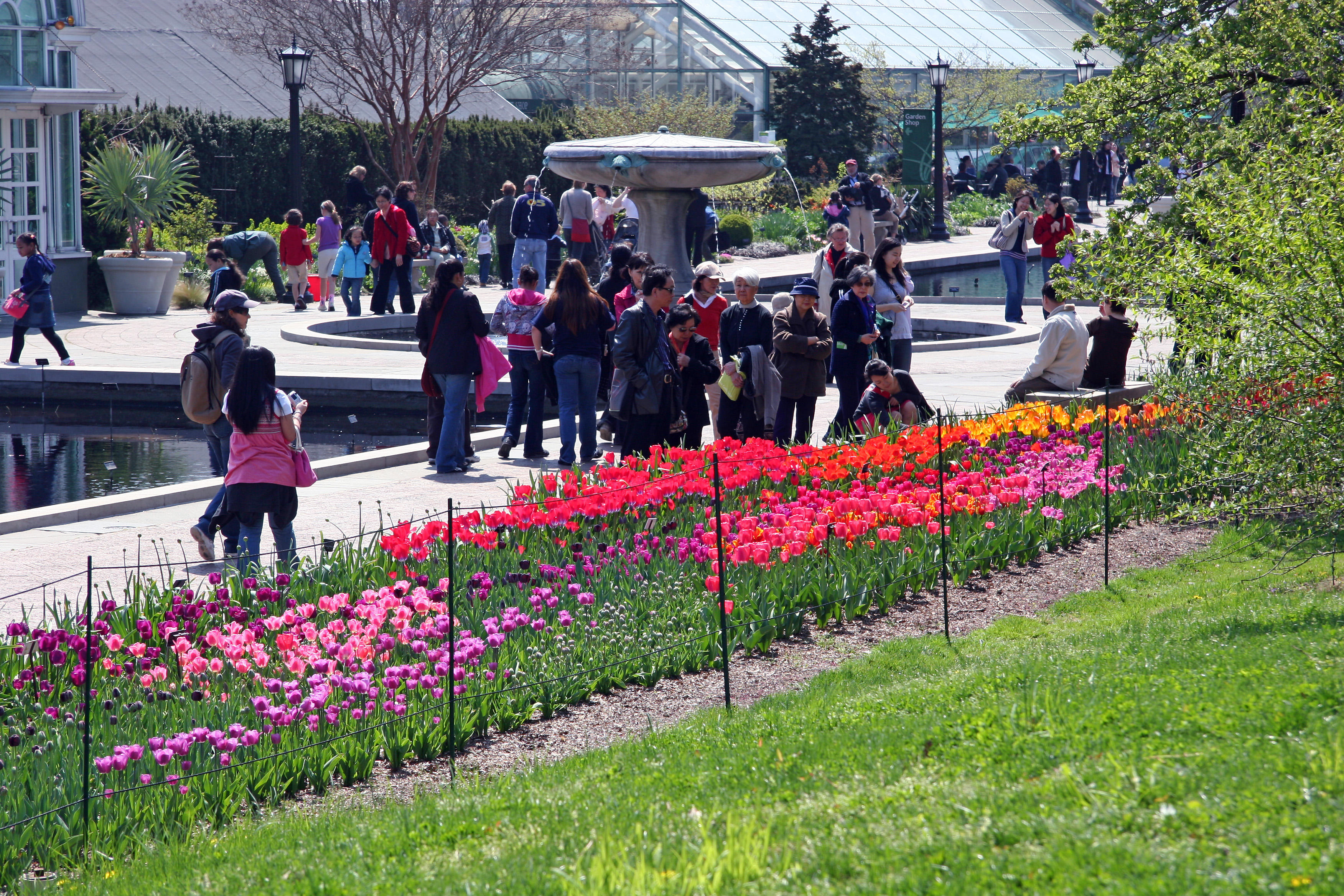 Tulips