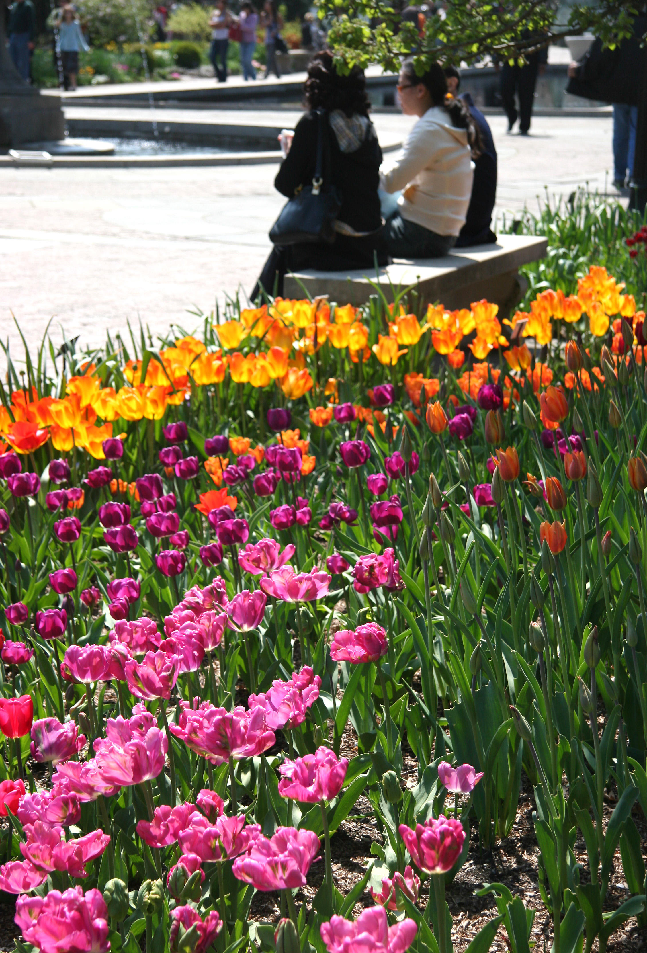 Tulips