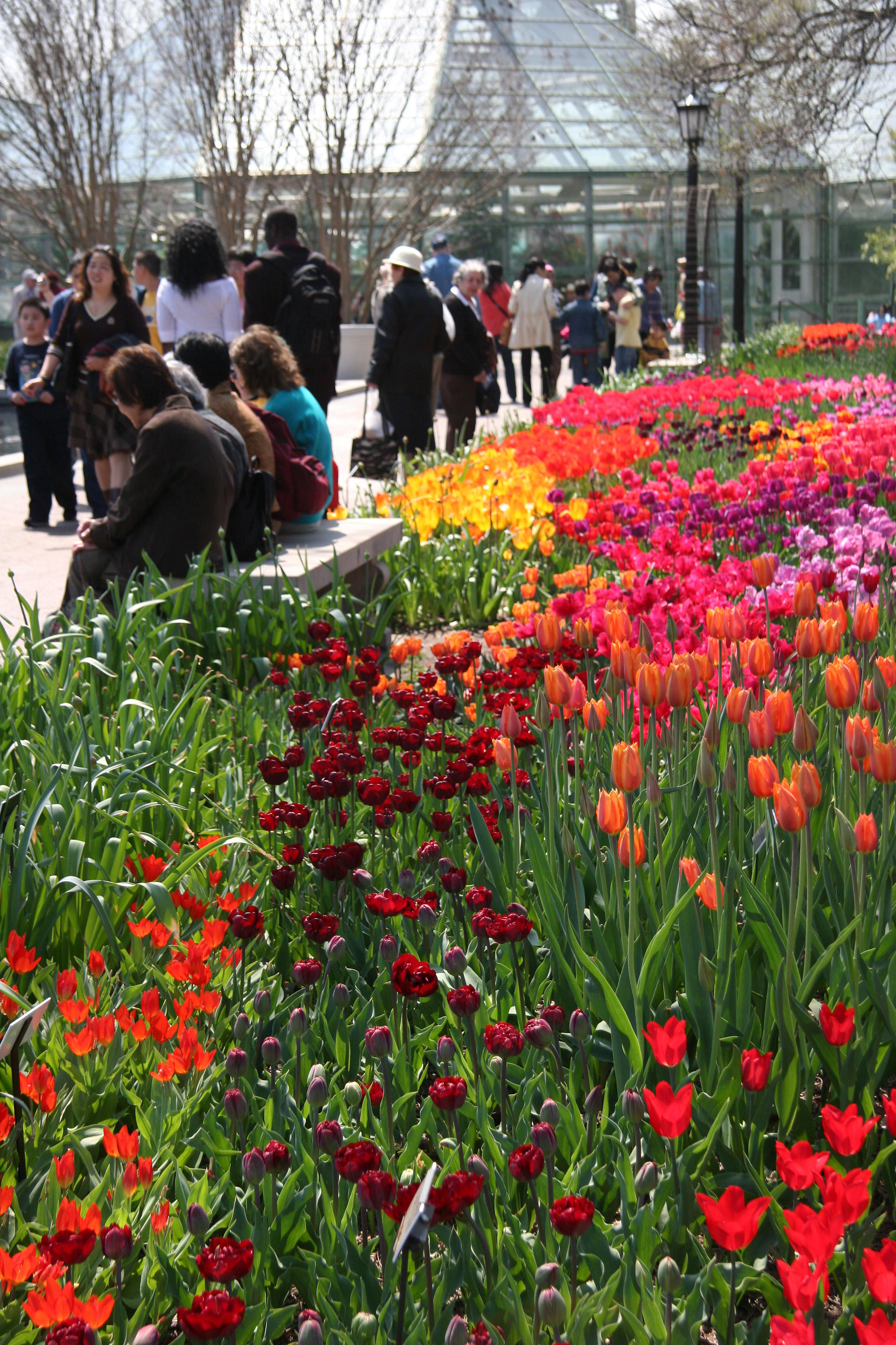 Tulips