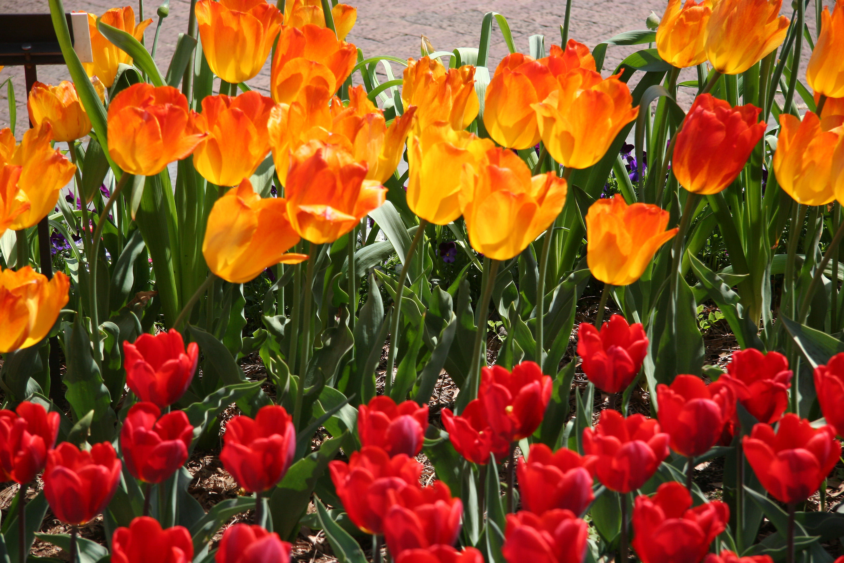 Tulips