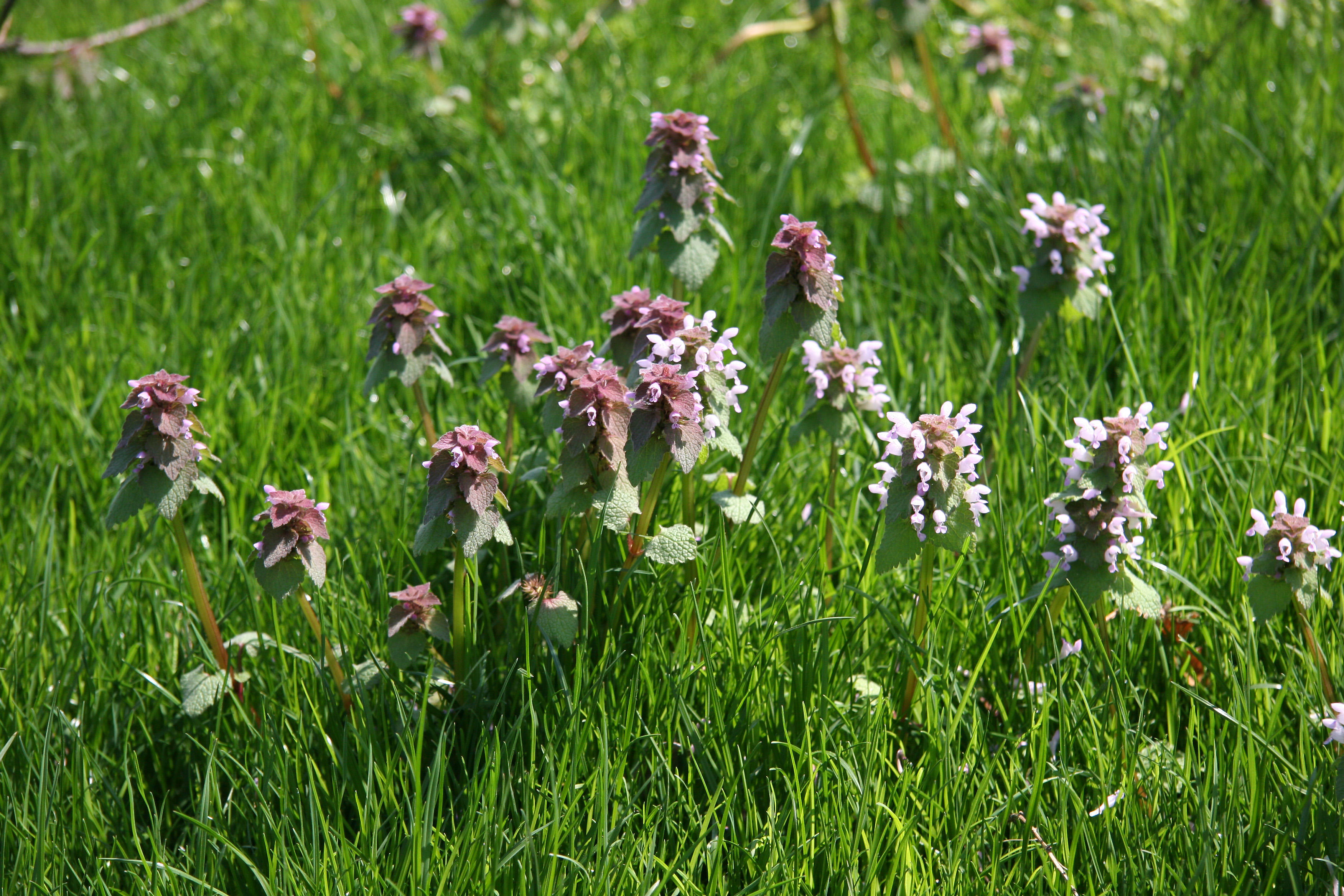 Lamium Blossoms in Grass