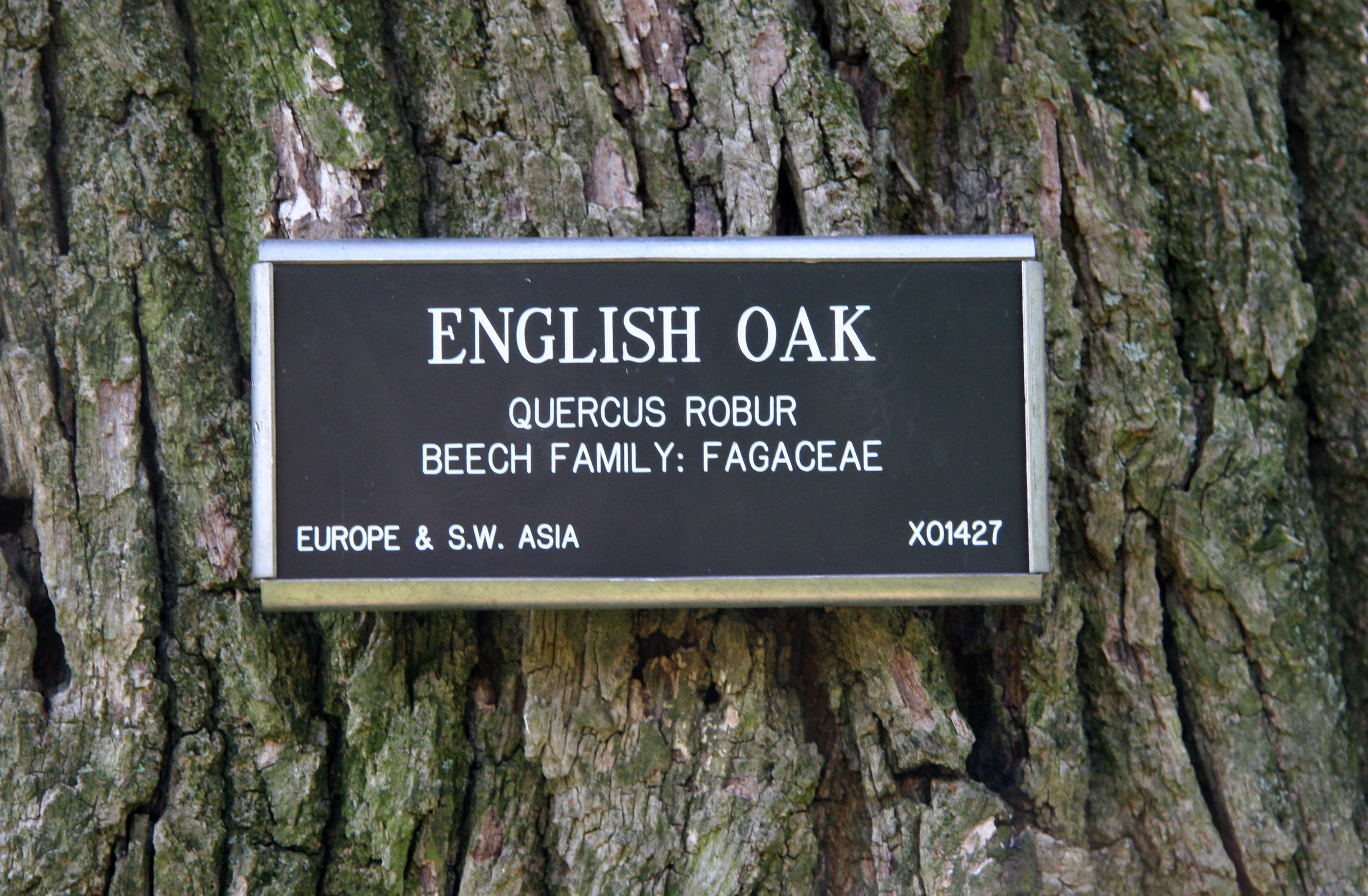English Oak Bark