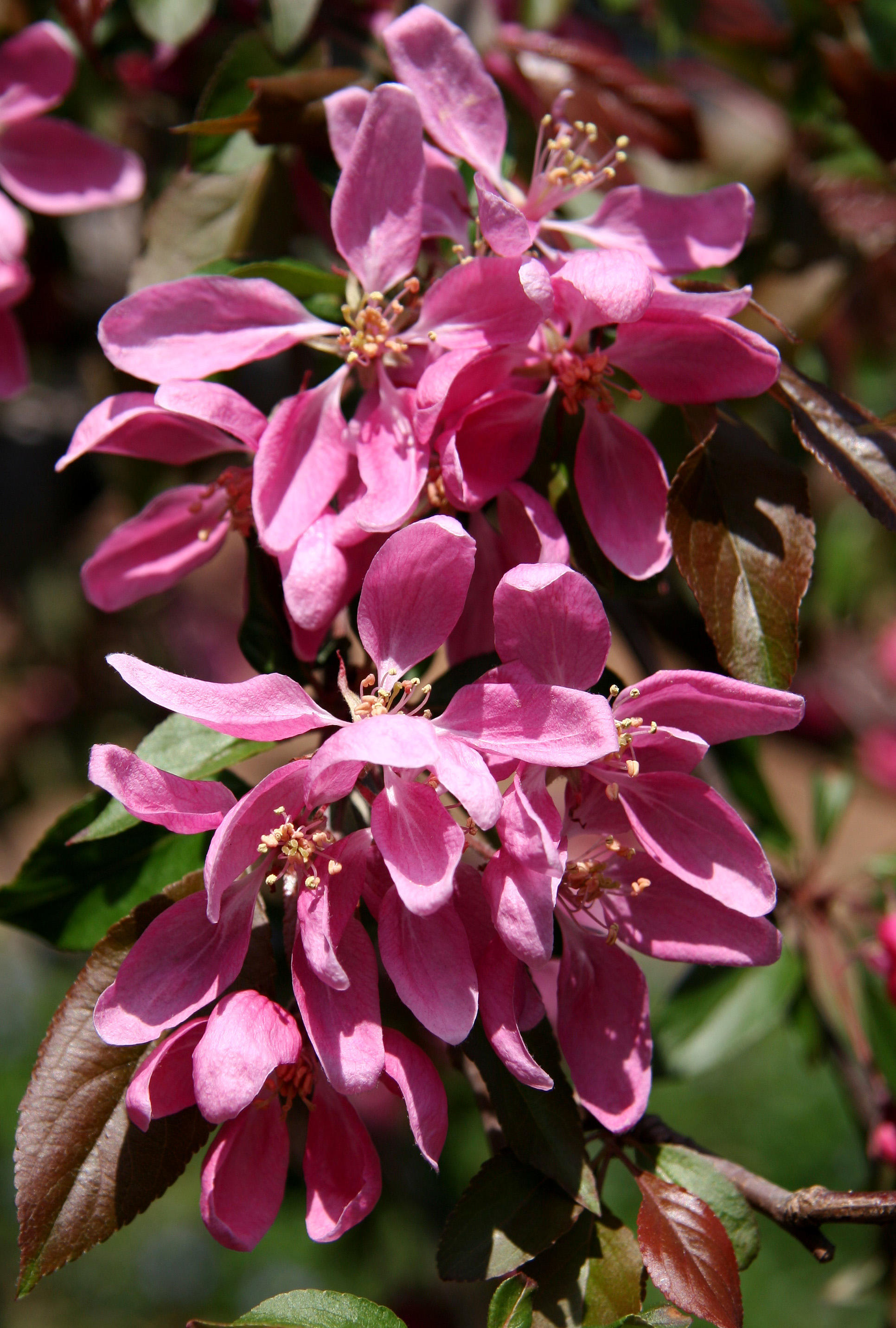 Prunus Blossoms - Entrance Garden