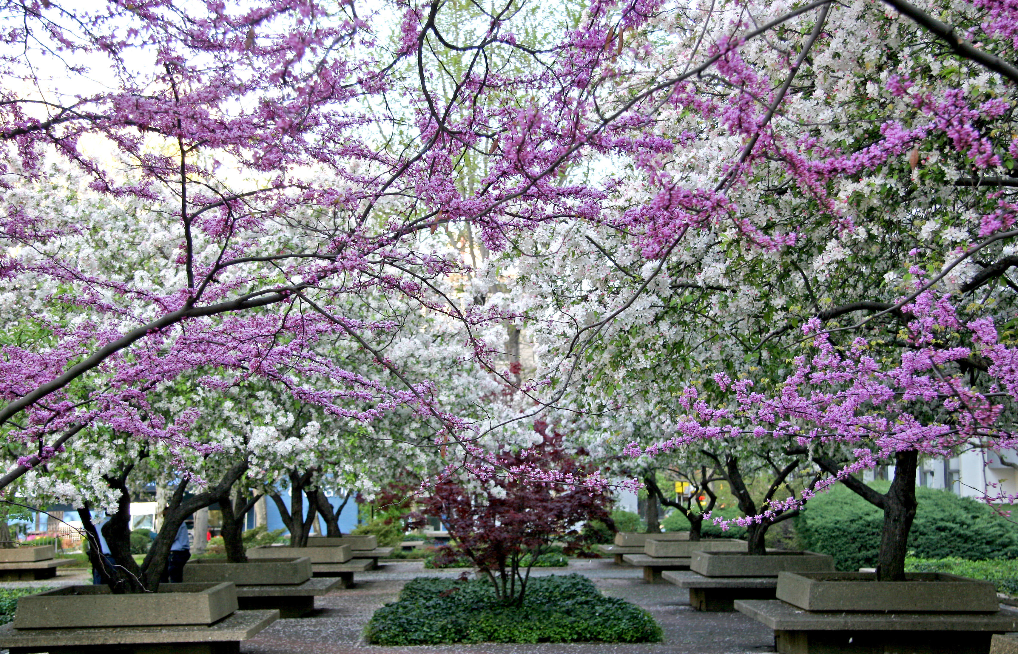 Cercis & Crab Apple Tree Blossoms