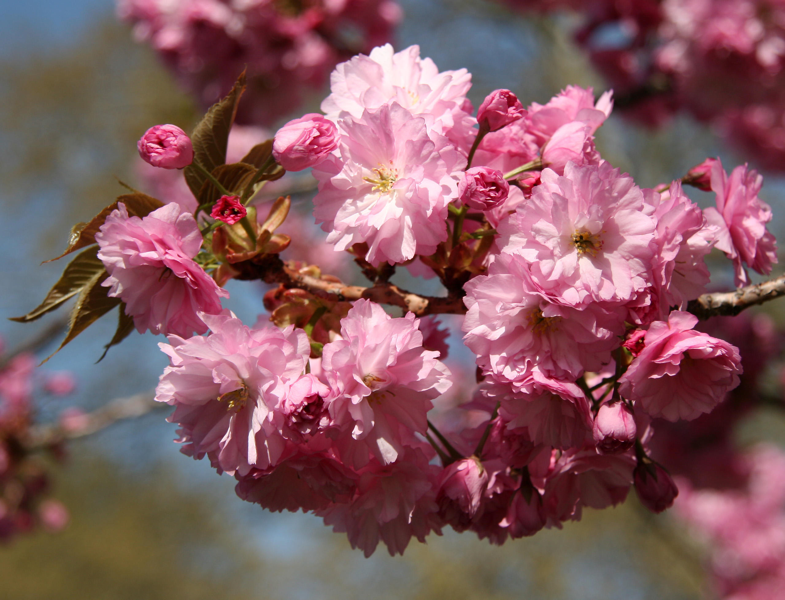 Cherry Tree Blossoms