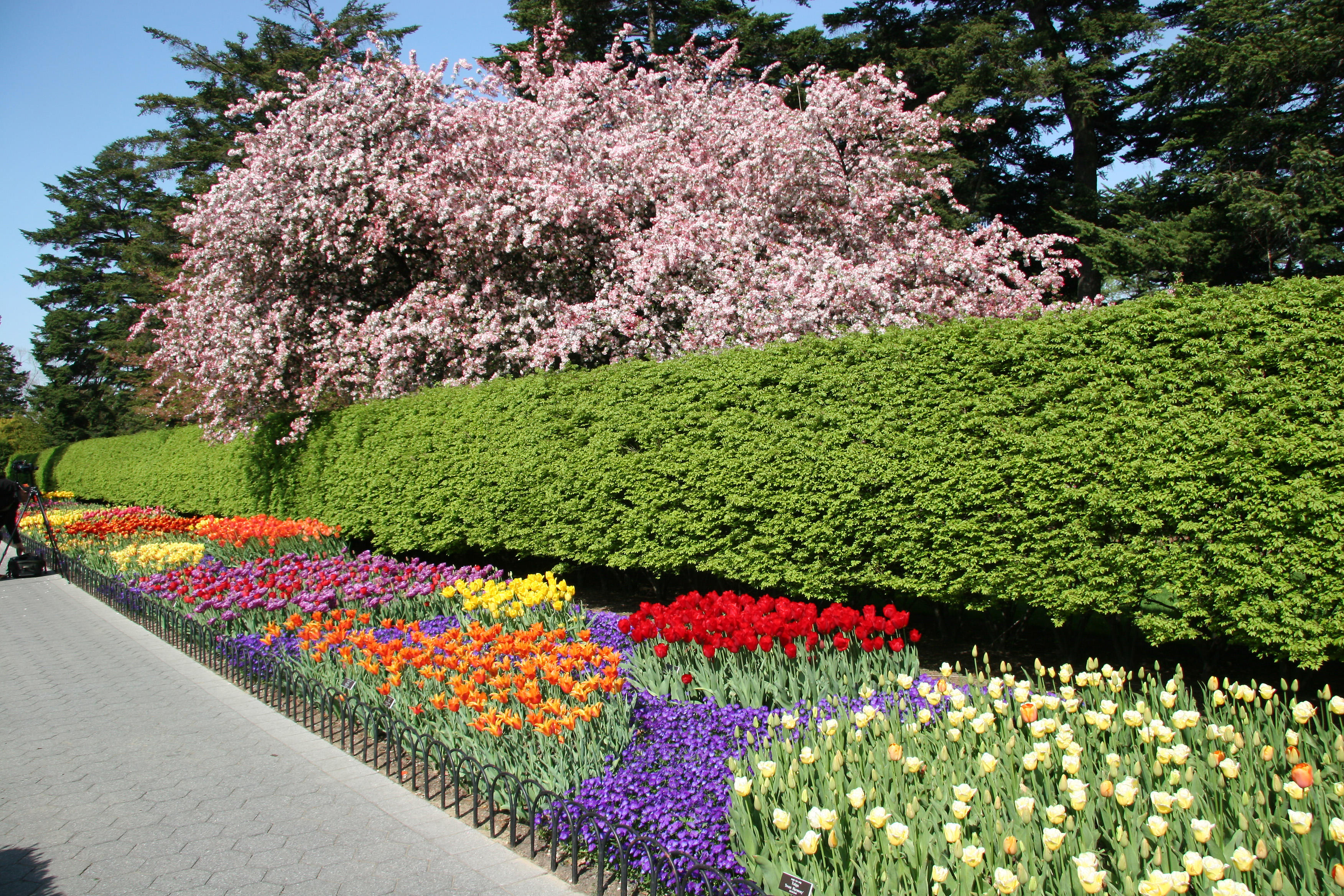 Tulips