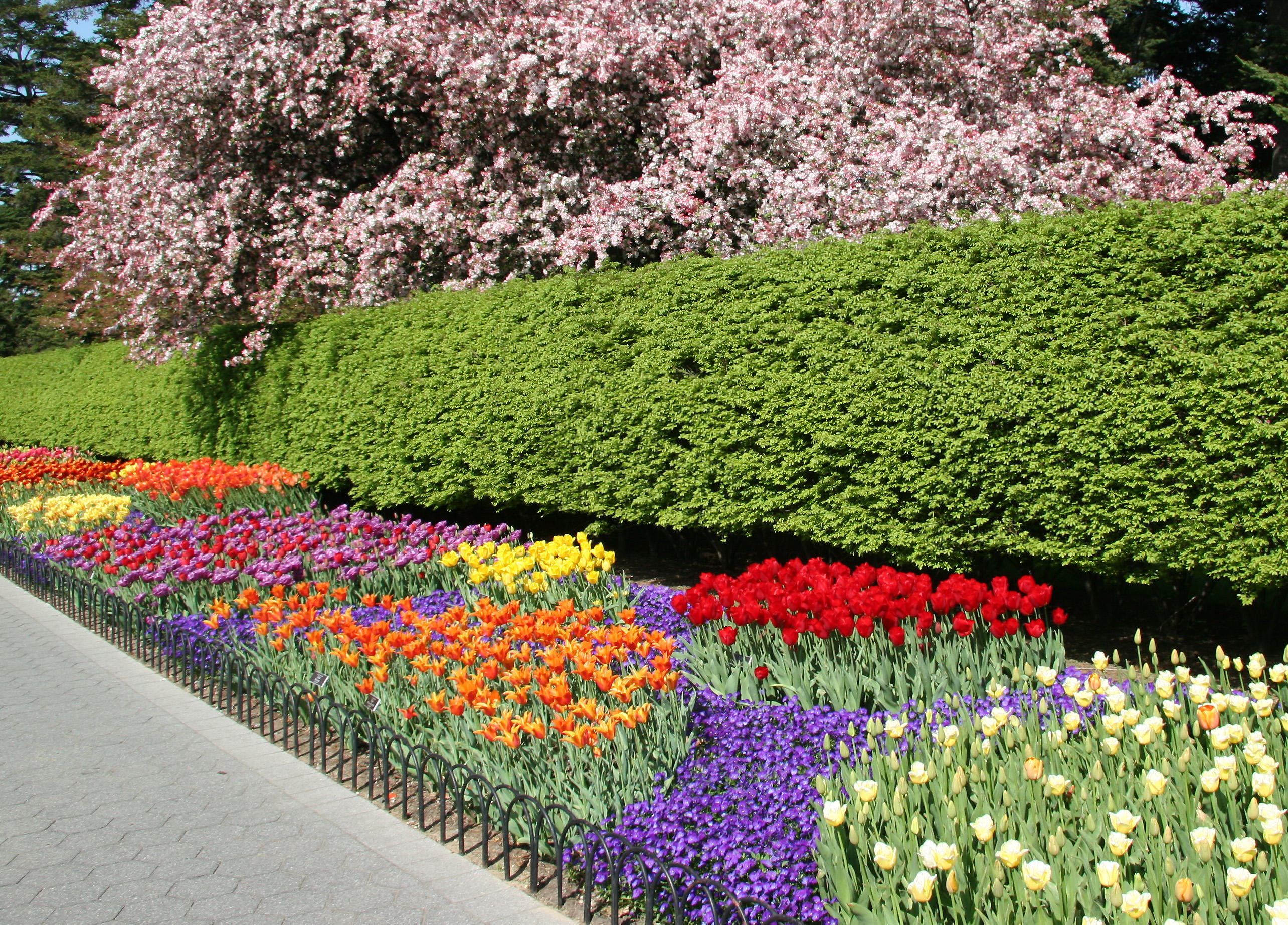 Tulips