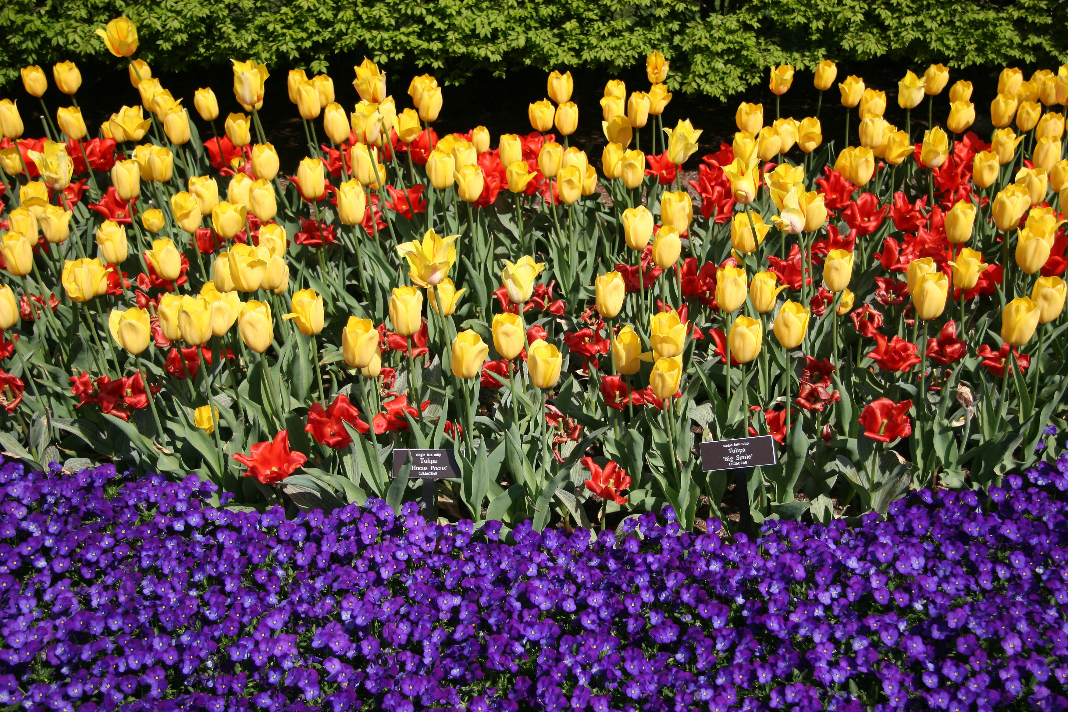 Tulips & Viola