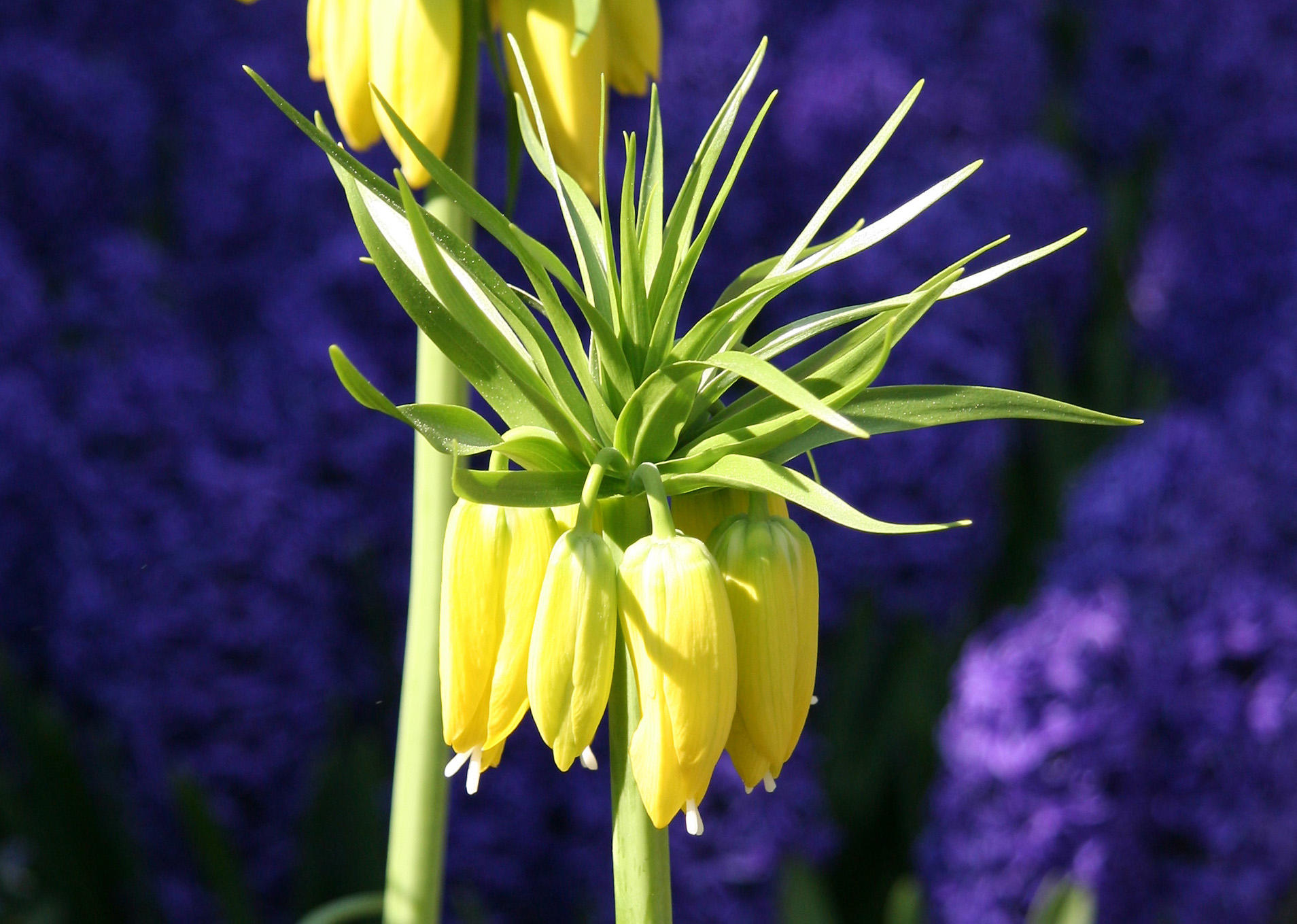 Crown Lily & Blue Hyacinths