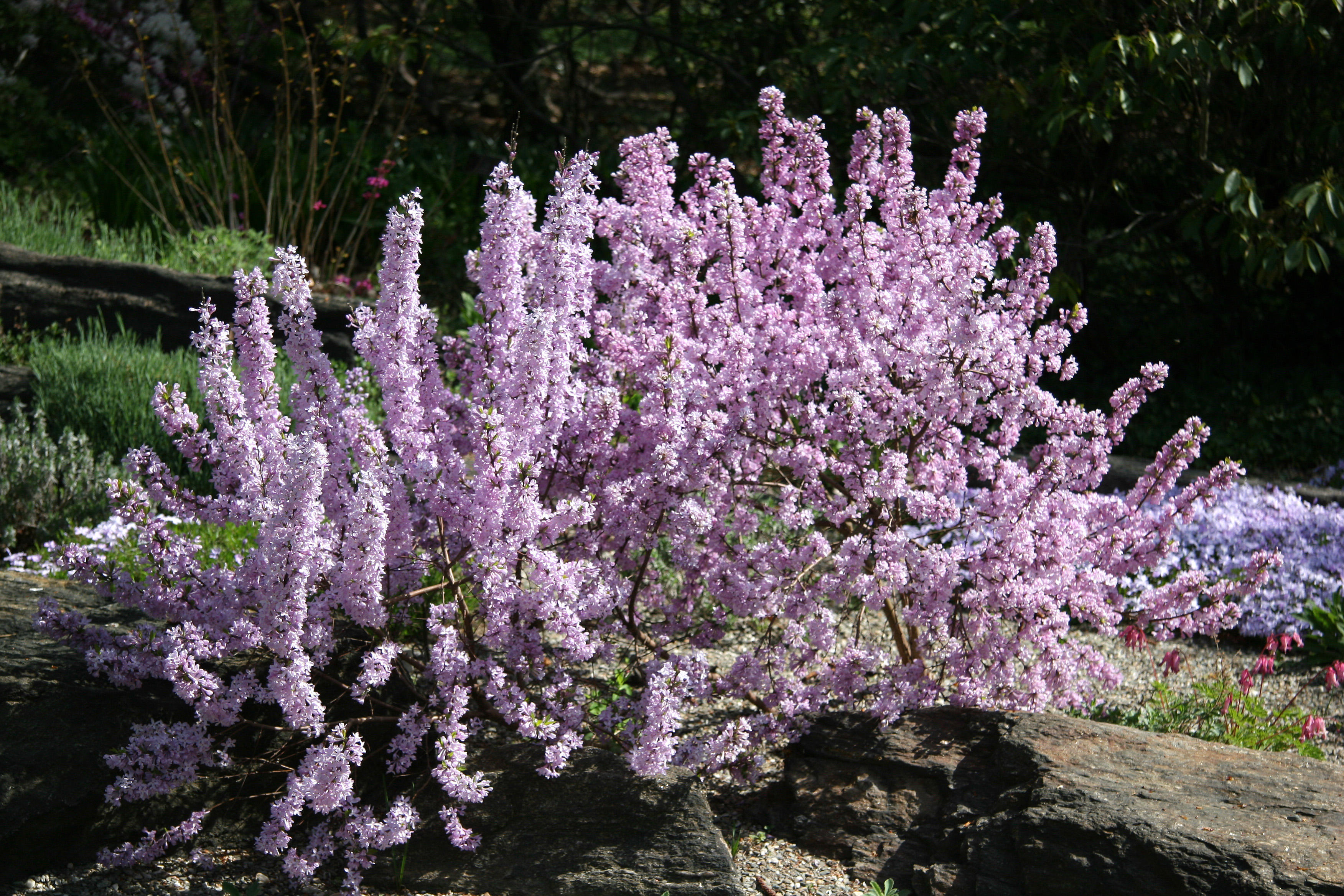Dahne - Rock Garden