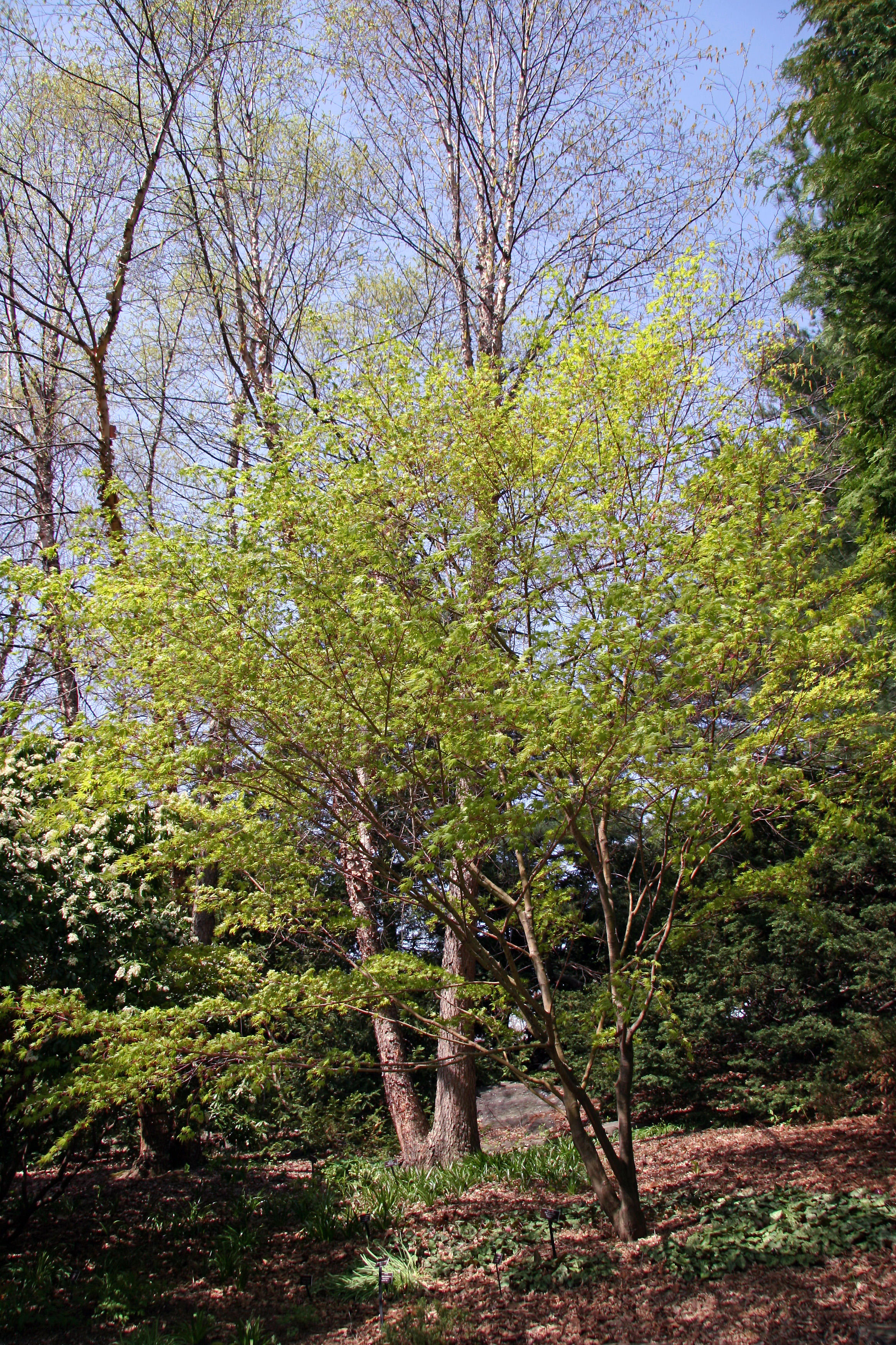 Rock Garden