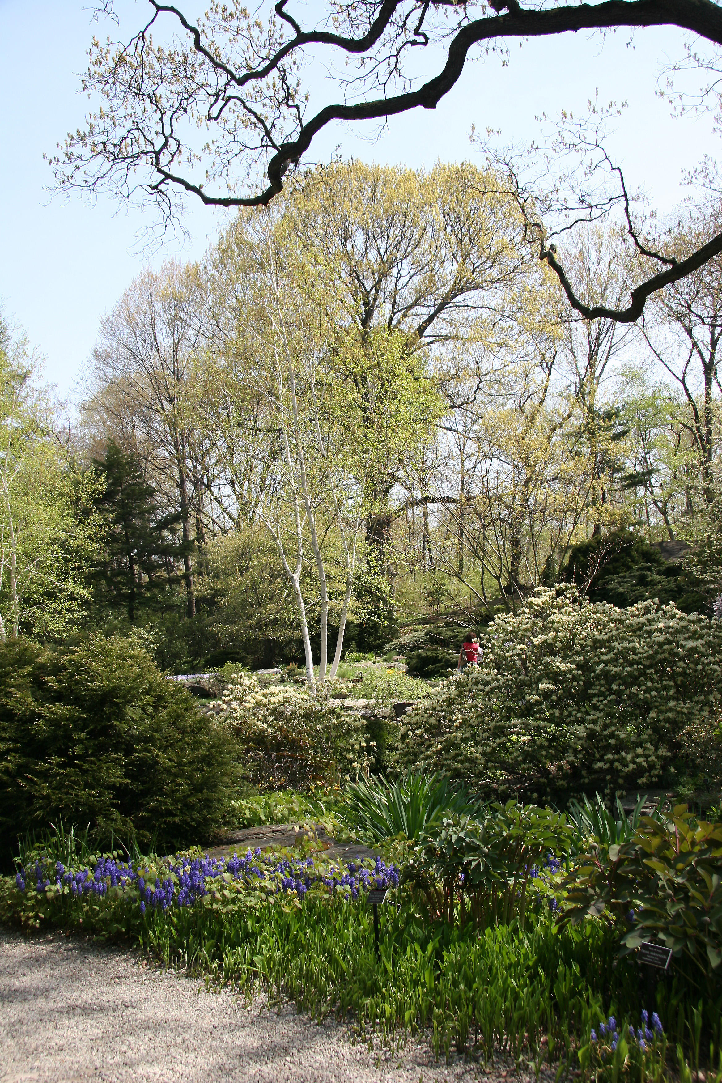 Rock Garden