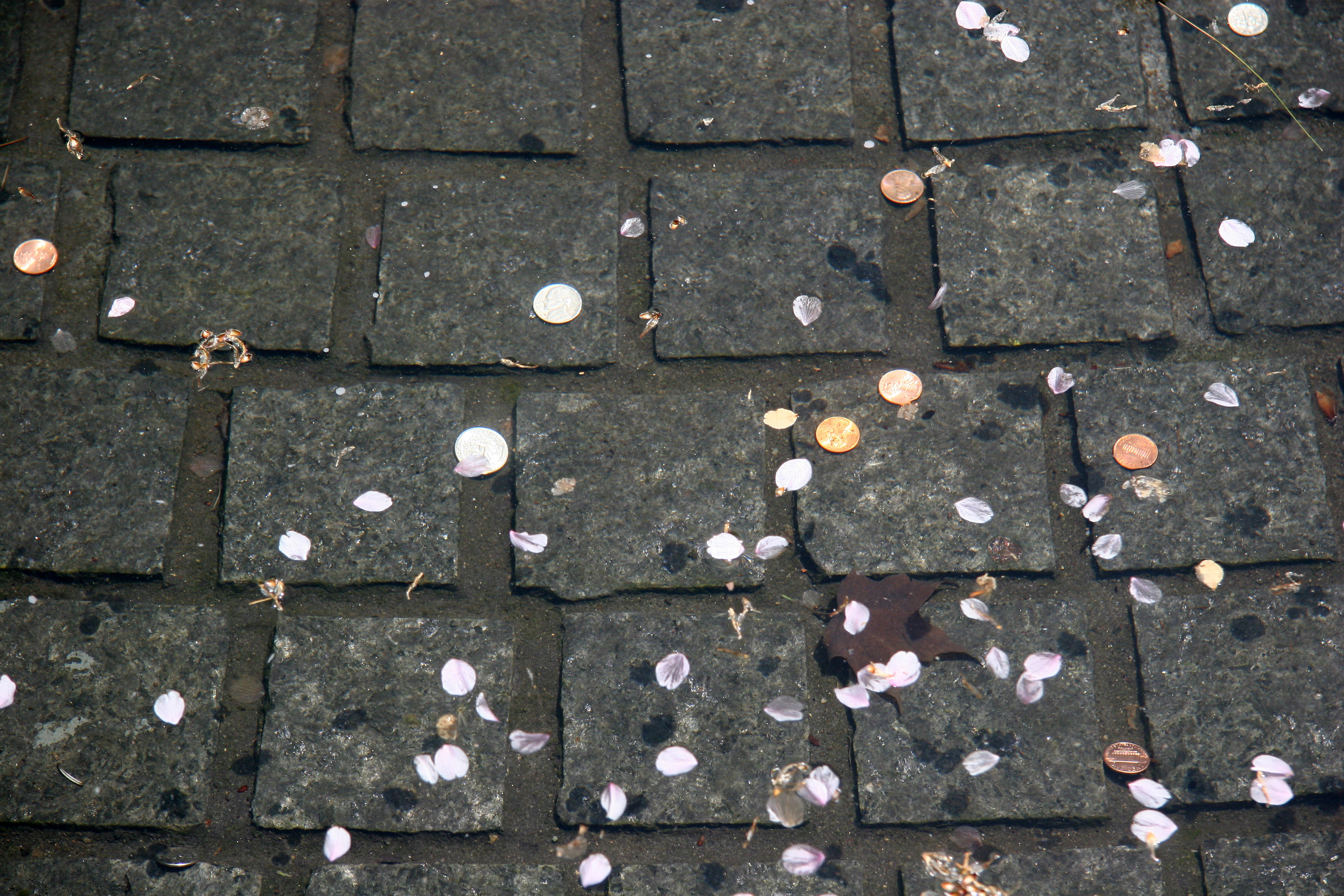 Fountain Pool Coins