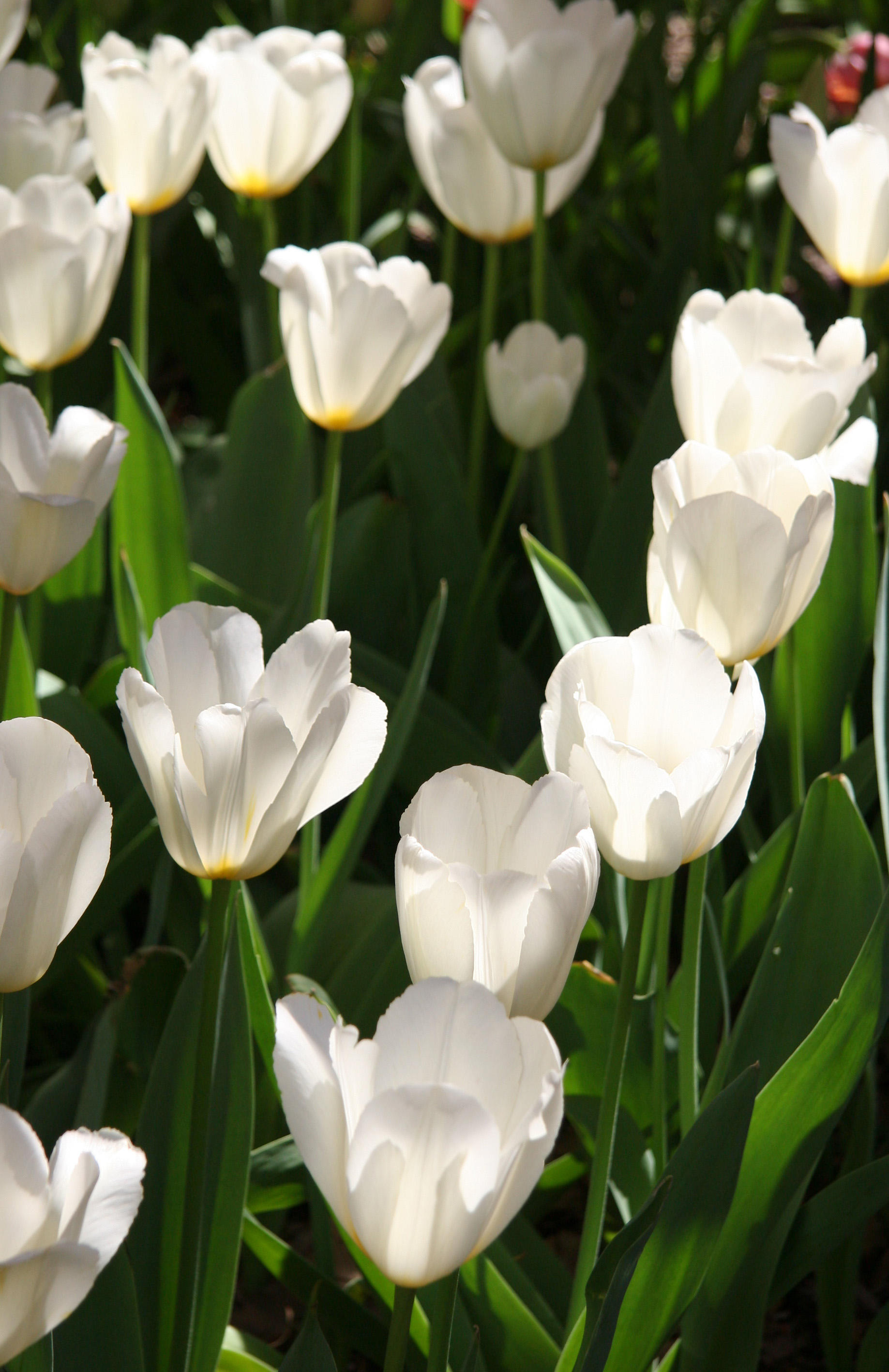 Tulips