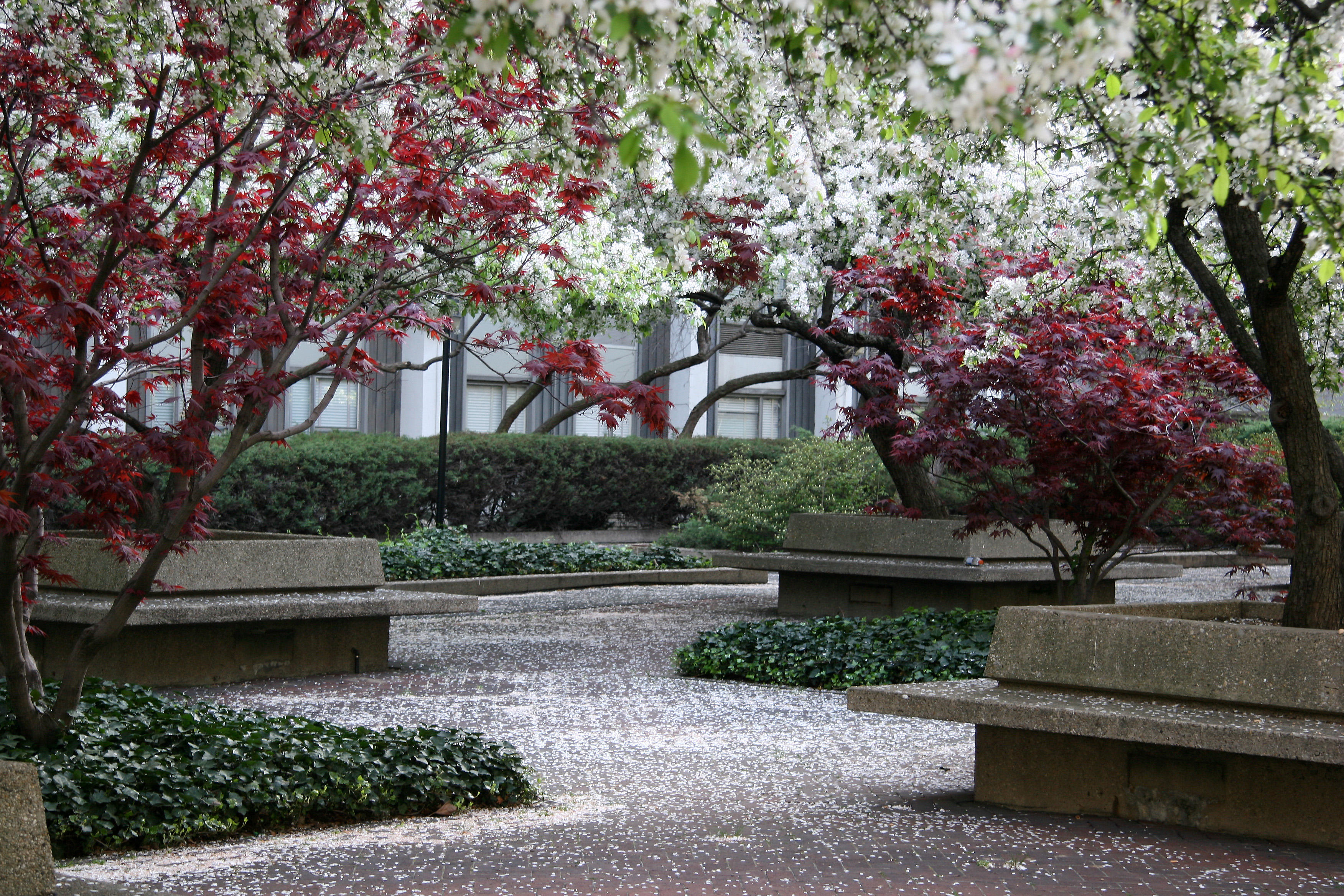 Ivy, Crab Apple Tree Blossoms & Japanese Red Leaf Maple