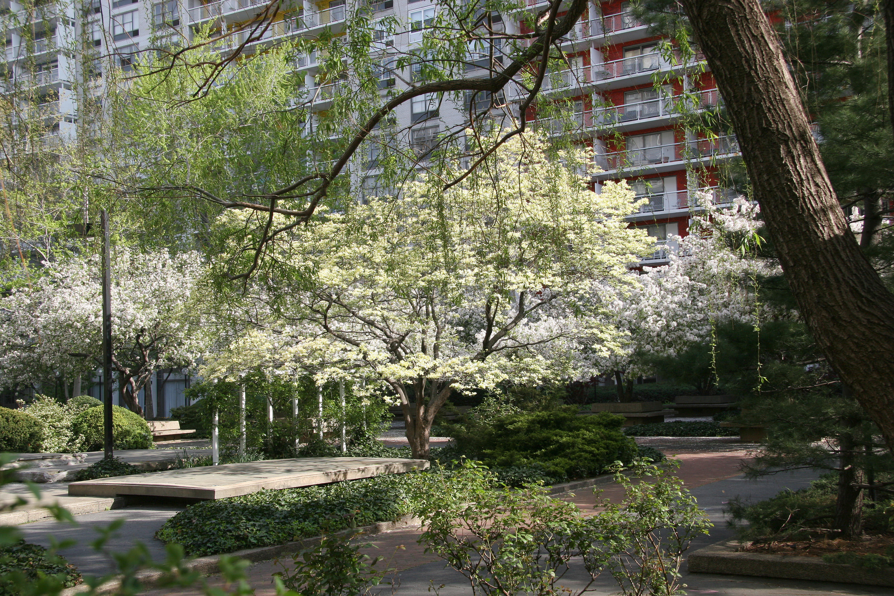 Dogwood, Crab Apple & Willow Tree