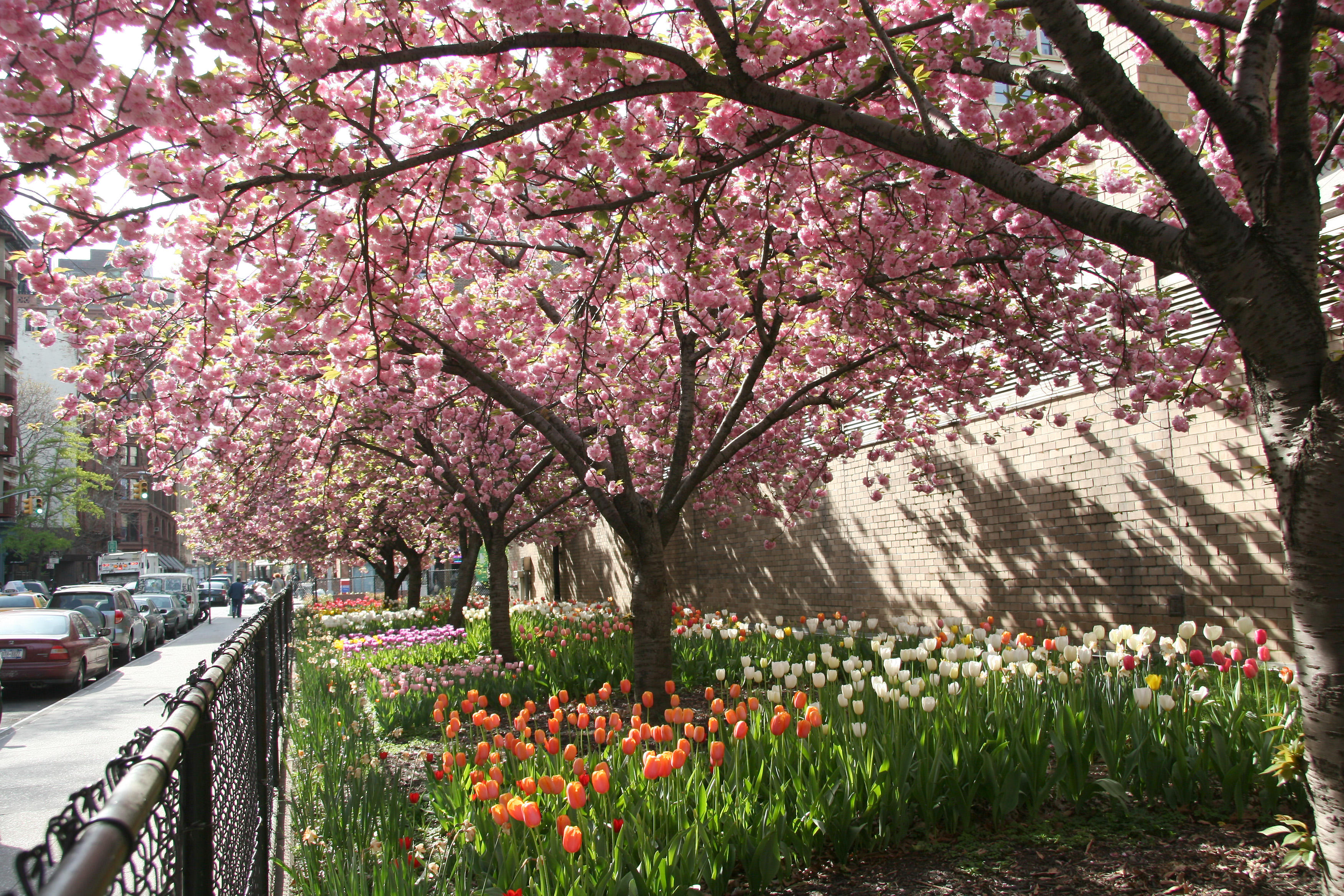 Cherry Tree Blossoms & Tulips