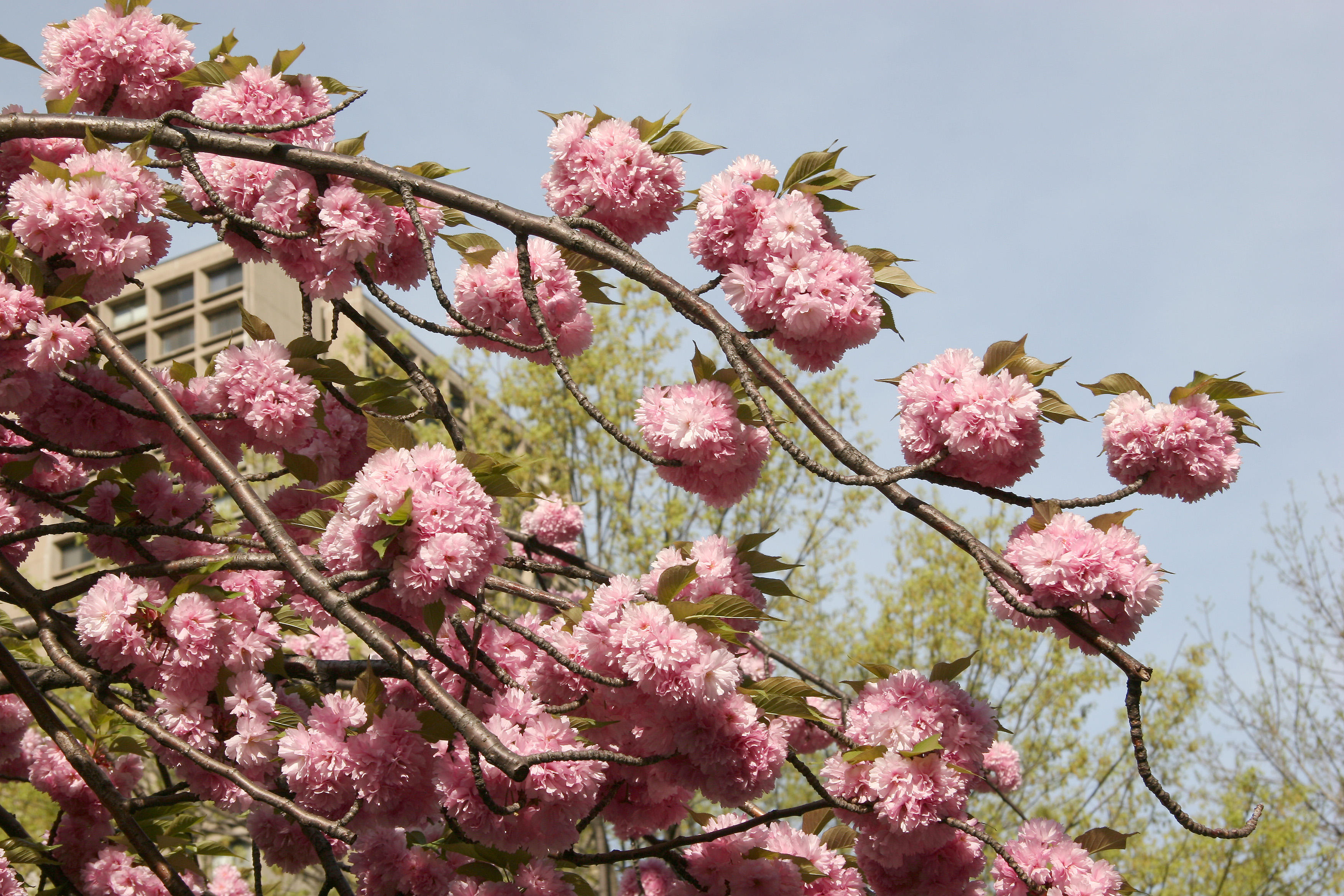Cherry Tree Blossoms