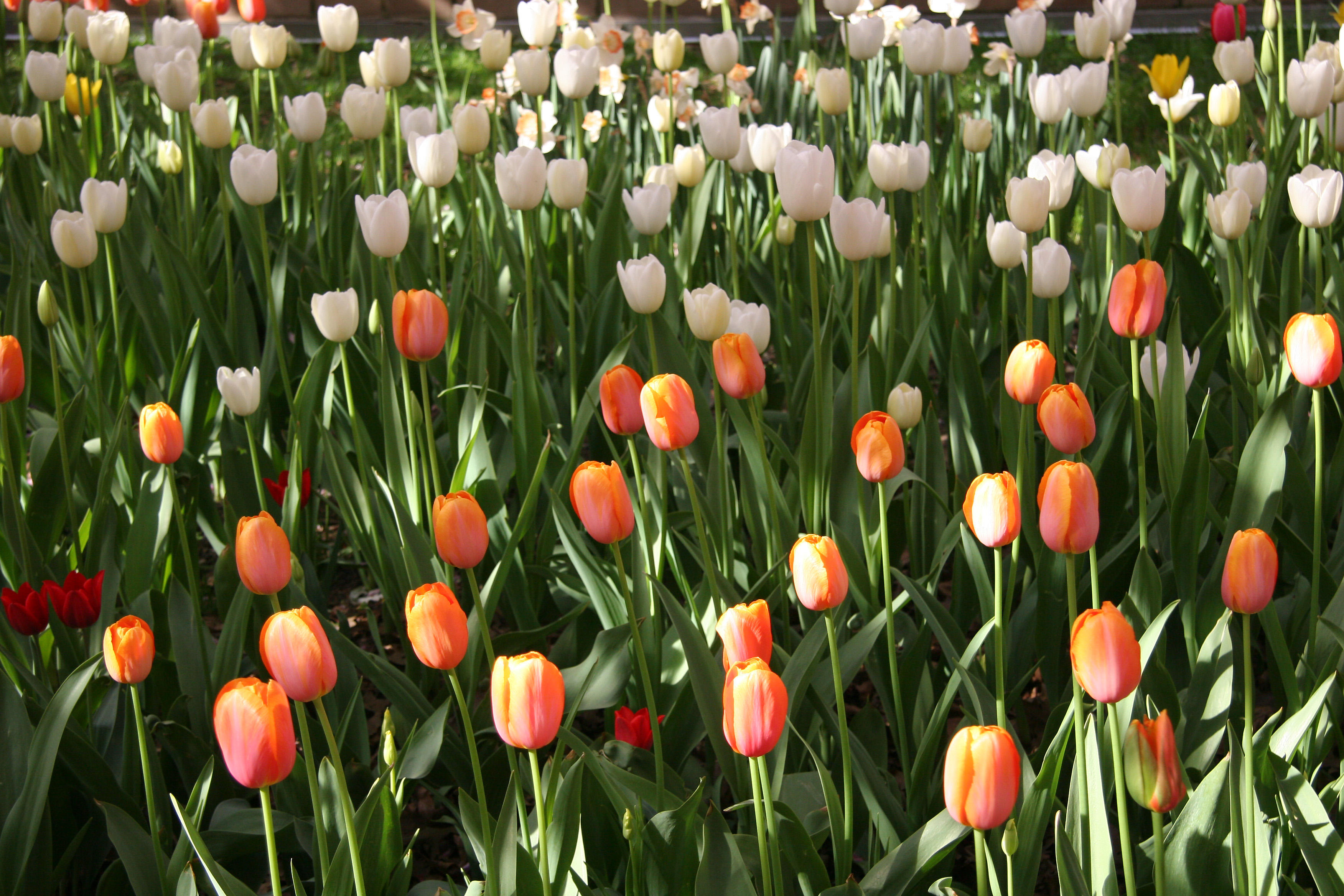 Tulips